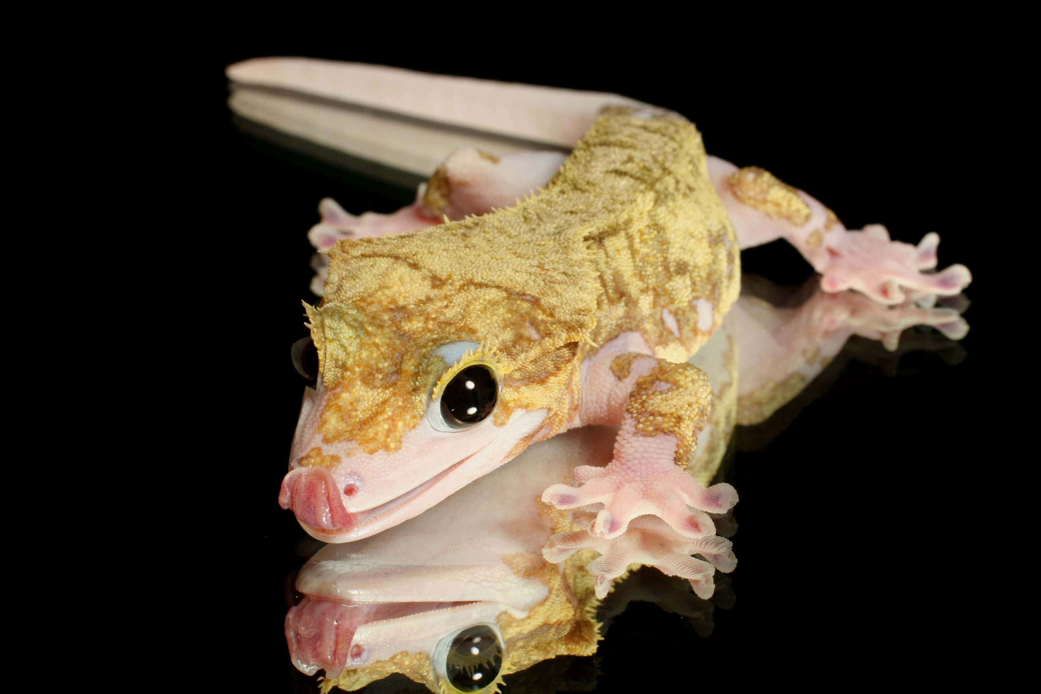 gecko 桌布 壁紙 — 一隻冠壁虎的特寫，擁有金棕色紋理皮膚和粉紅色腳，在一個反光黑色表面上休息。