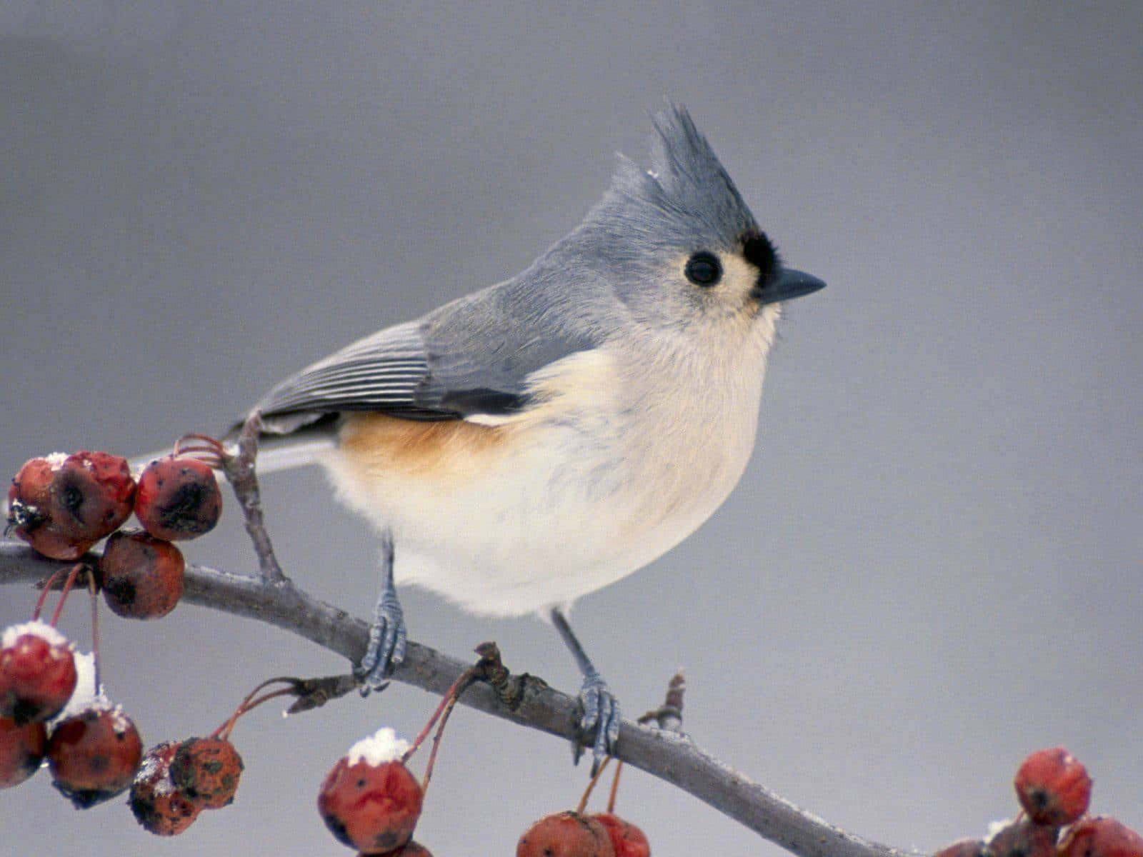 Cute Bird 桌布 壁紙 — 一隻冠山雀棲息在帶有紅色漿果的雪枝上，背景是柔和的灰色冬日天空。