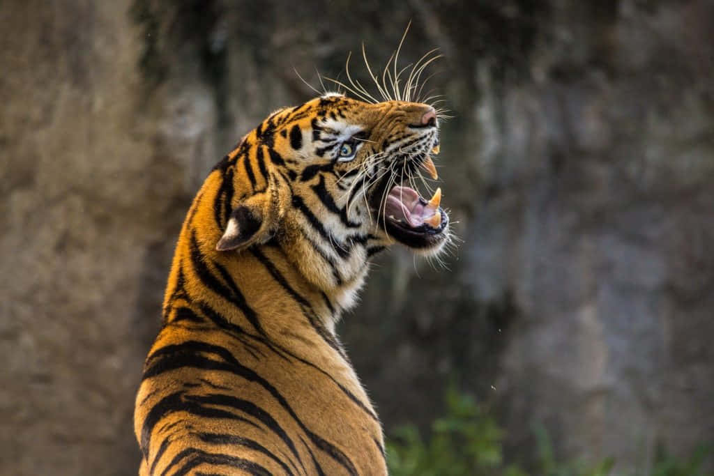 Bengal Tiger 桌布 壁紙 — 一隻凶猛的老虎在模糊的岩石背景下張牙咆哮，展現出強大的野生動物肖像。