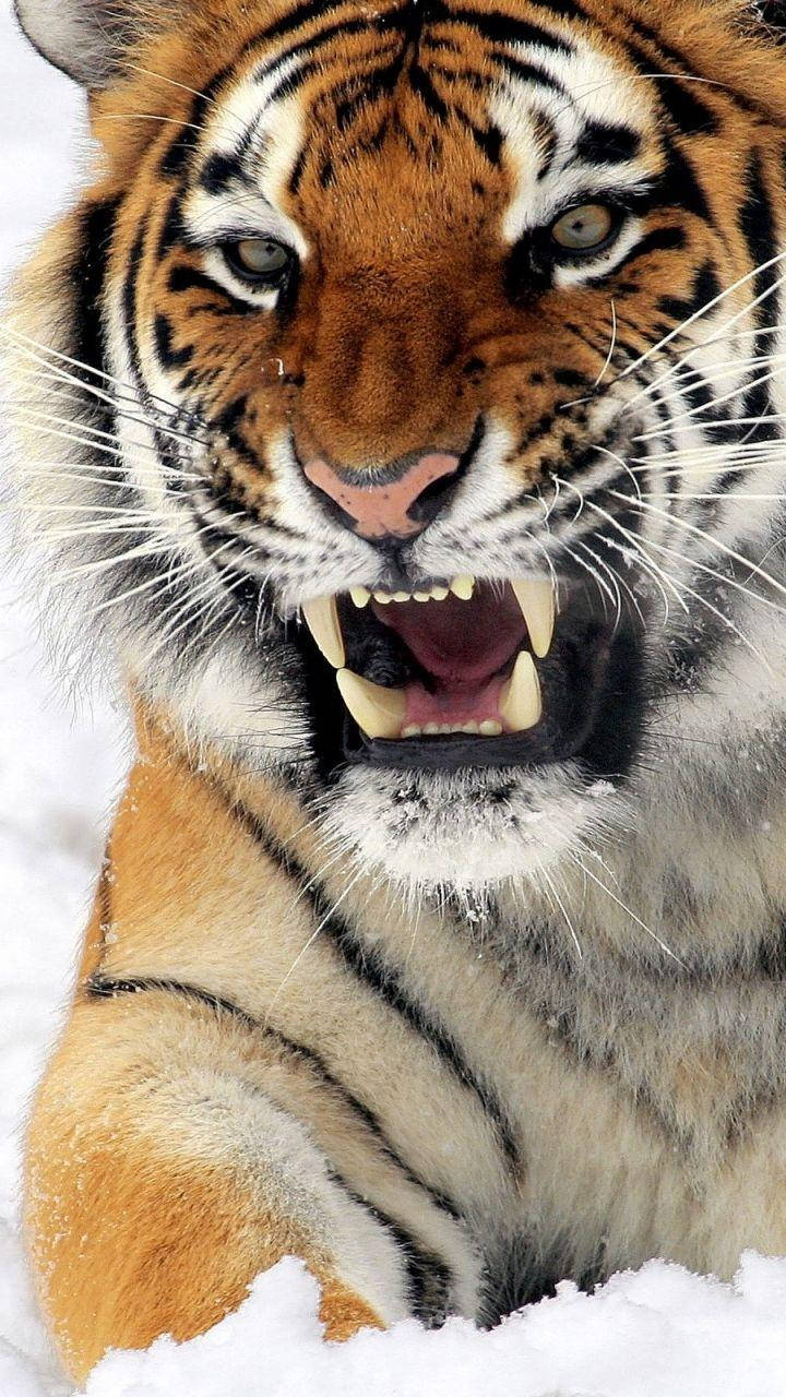  壁紙 — 一隻凶猛的老虎在雪地背景下張牙咆哮，其橙色皮毛和黑色條紋在白雪中格外鮮明。