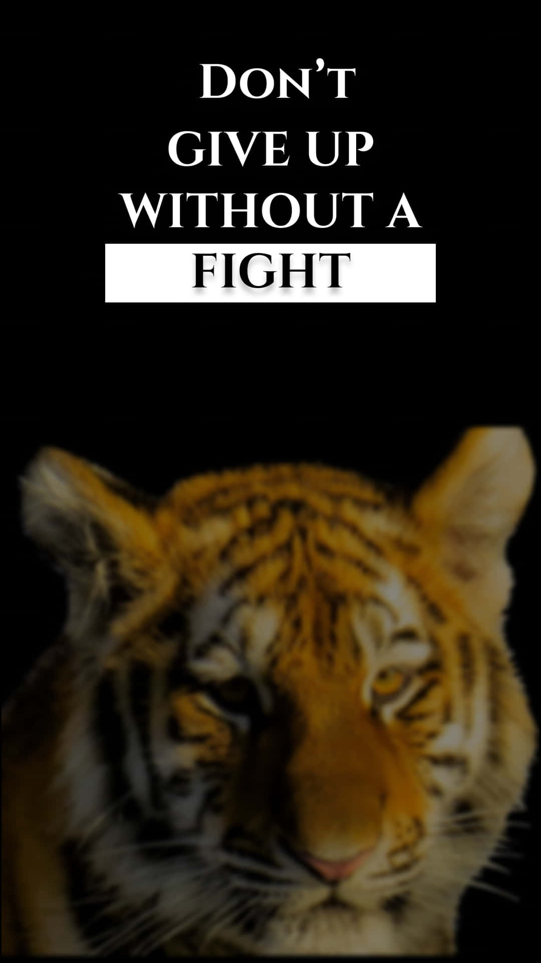 Don;t Give Up Wallpaper 壁紙 — 一隻凶猛老虎的臉向前凝視黑色背景，上面有粗體白色文字寫著 don't give up without a fight。