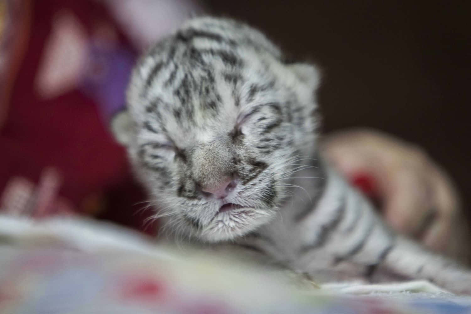 Bengal Tiger 桌布 壁紙 — 一隻初生白虎幼崽閉著眼睛，安詳地睡在柔軟的布料上。