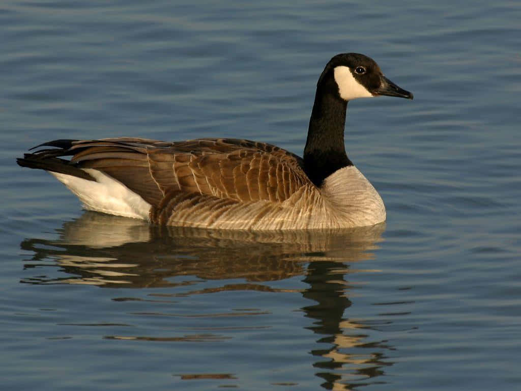 Goose 桌布 壁紙 — 一隻加拿大雁平靜地漂浮在平靜的水面上，其倒影在金色光線下輕輕蕩漾。