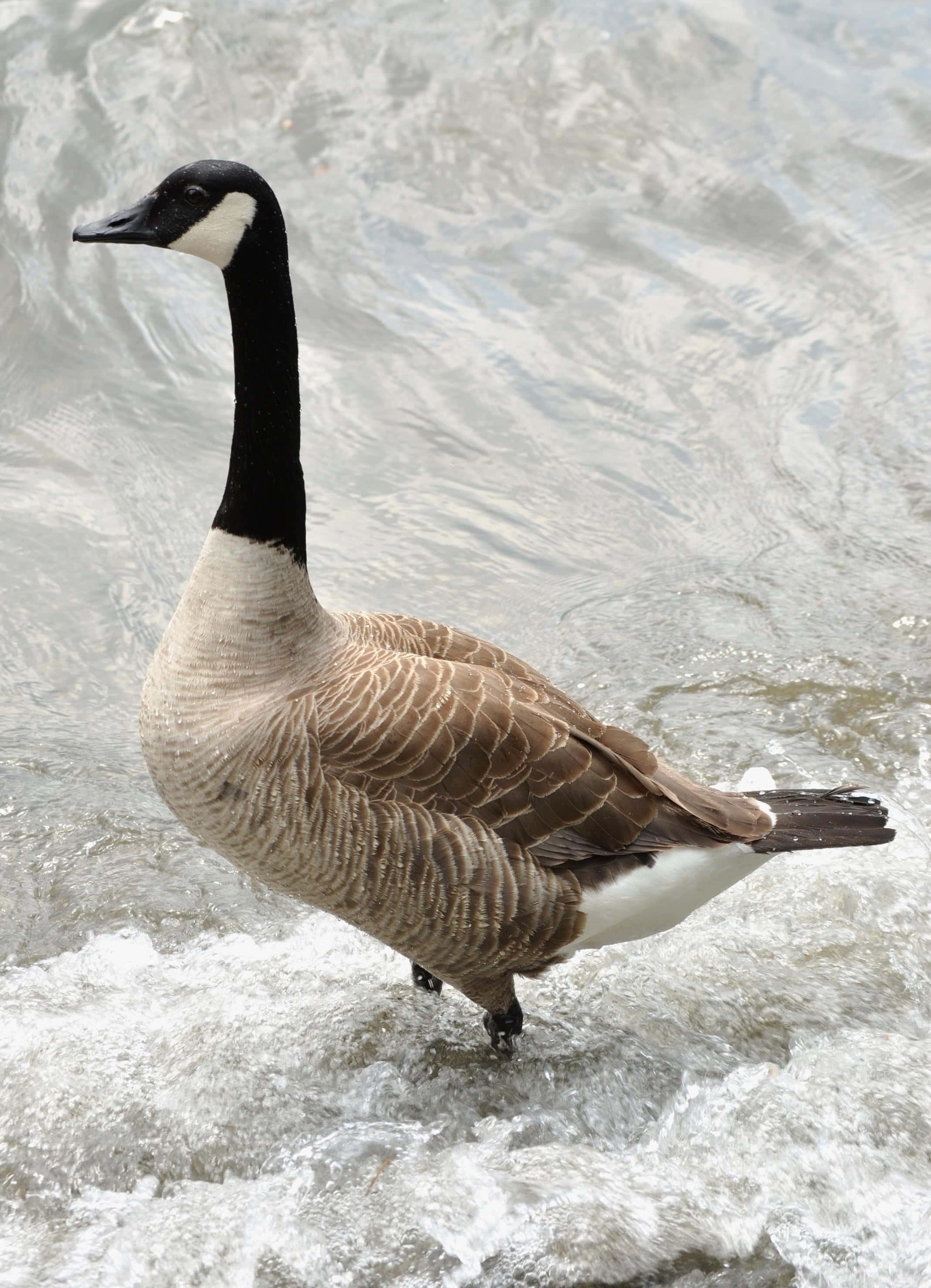 Goose 桌布 壁紙 — 一隻加拿大雁站在湍急的水中，漣漪在其有蹼的腳周圍旋轉。
