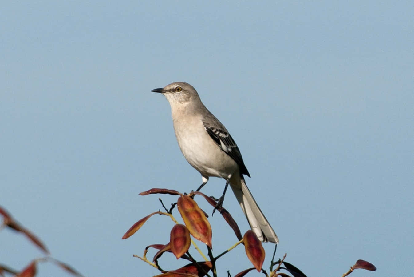 Mockingbird 桌布 壁紙 — 一隻北方嘲鶇警覺地棲息在帶有秋葉的樹枝上，背景是清澈的藍天。