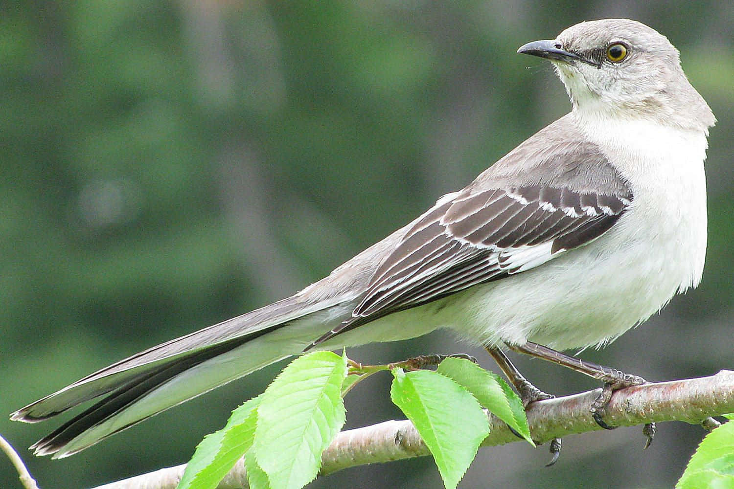 Mockingbird 桌布 壁紙 — 一隻北方嘲鶇警覺地棲息在長滿新鮮綠葉的樹枝上，背景是柔和模糊的森林。