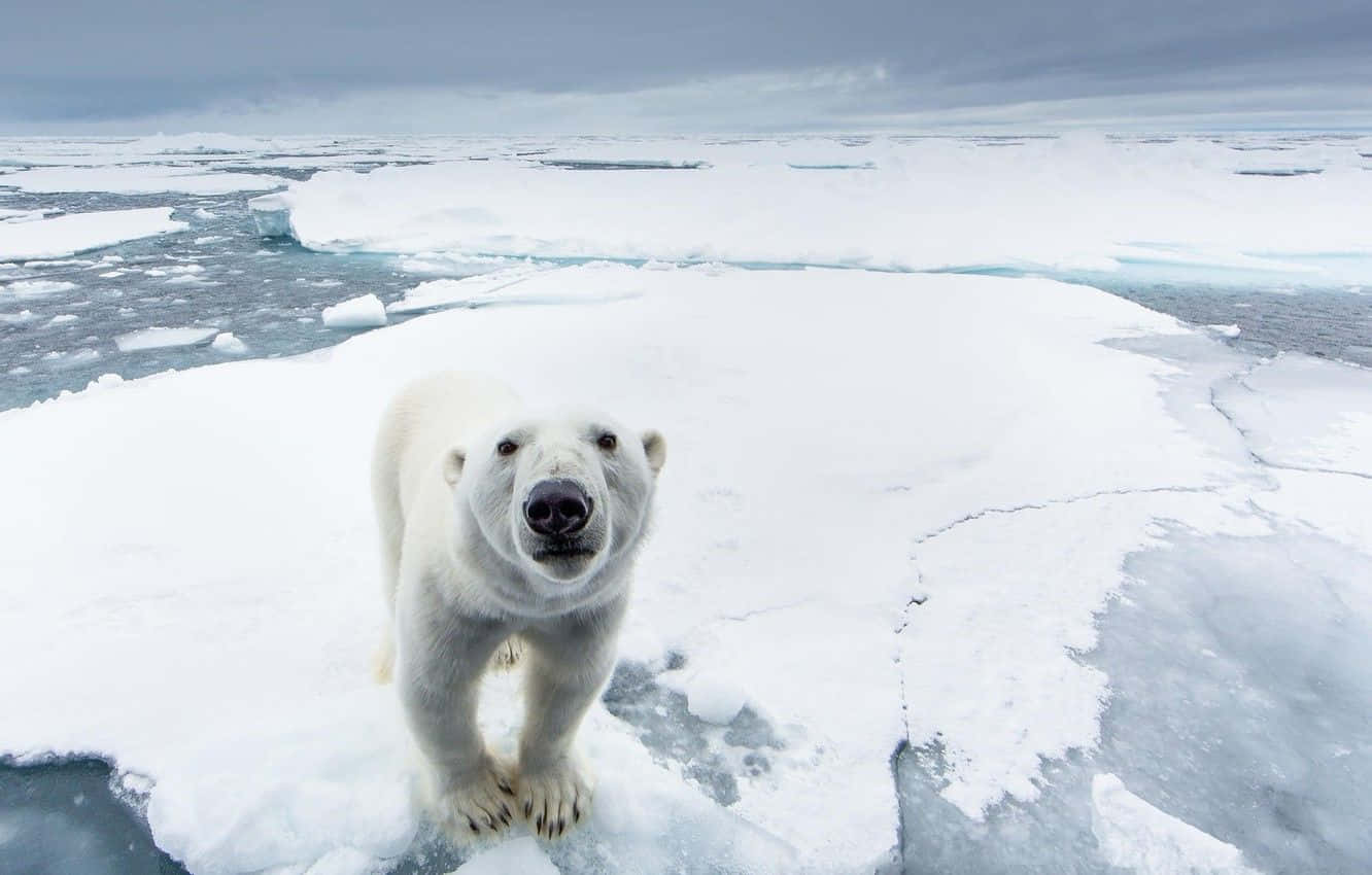 North Pole 桌布 壁紙 — 一隻北極熊在灰濛濛的天空下，於廣闊的北極海中一塊碎裂的浮冰上警覺地站立。