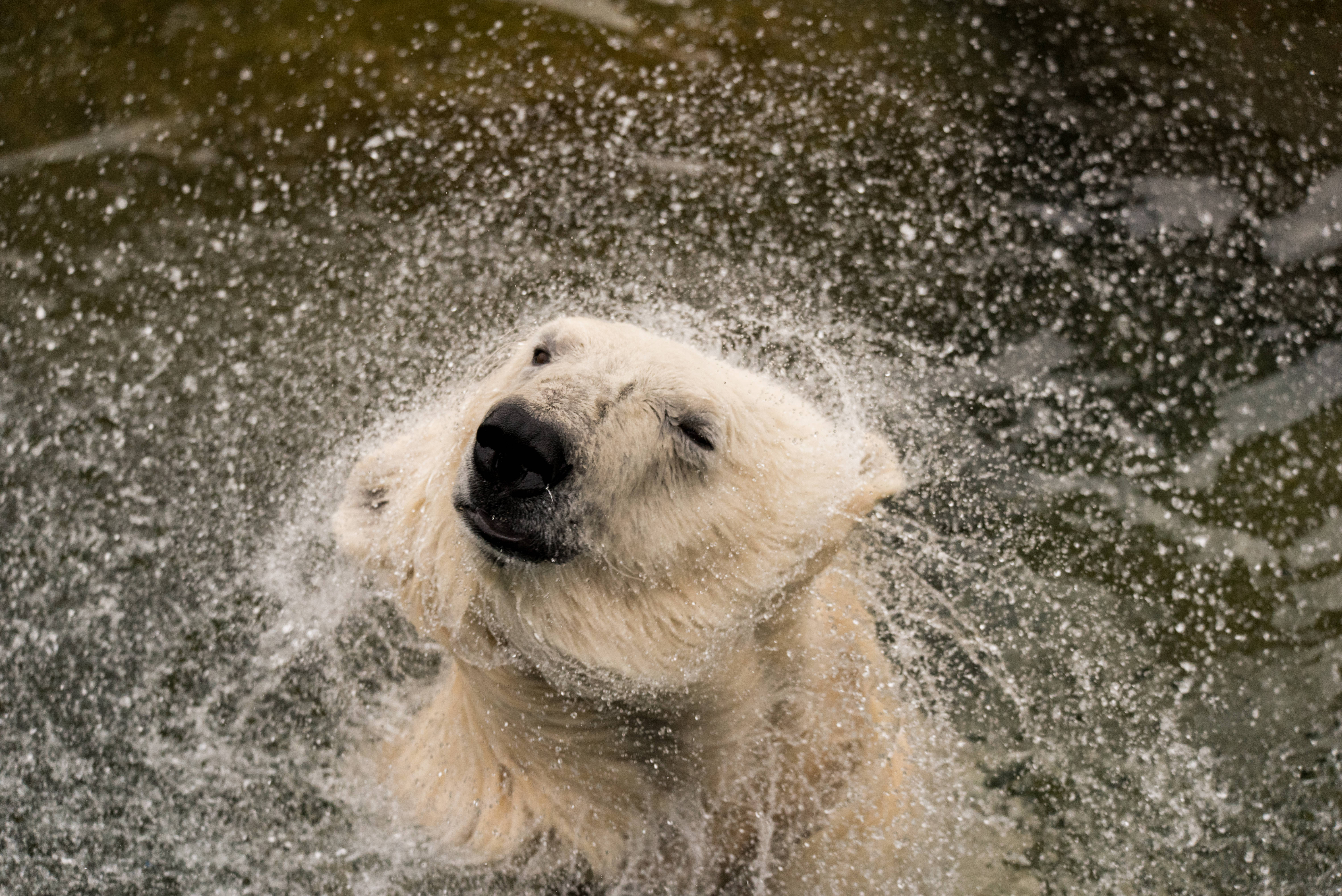 Polar 桌布 壁紙 — 一隻北極熊在黑暗的冰水池中，頭向後傾，頑皮地潑水。