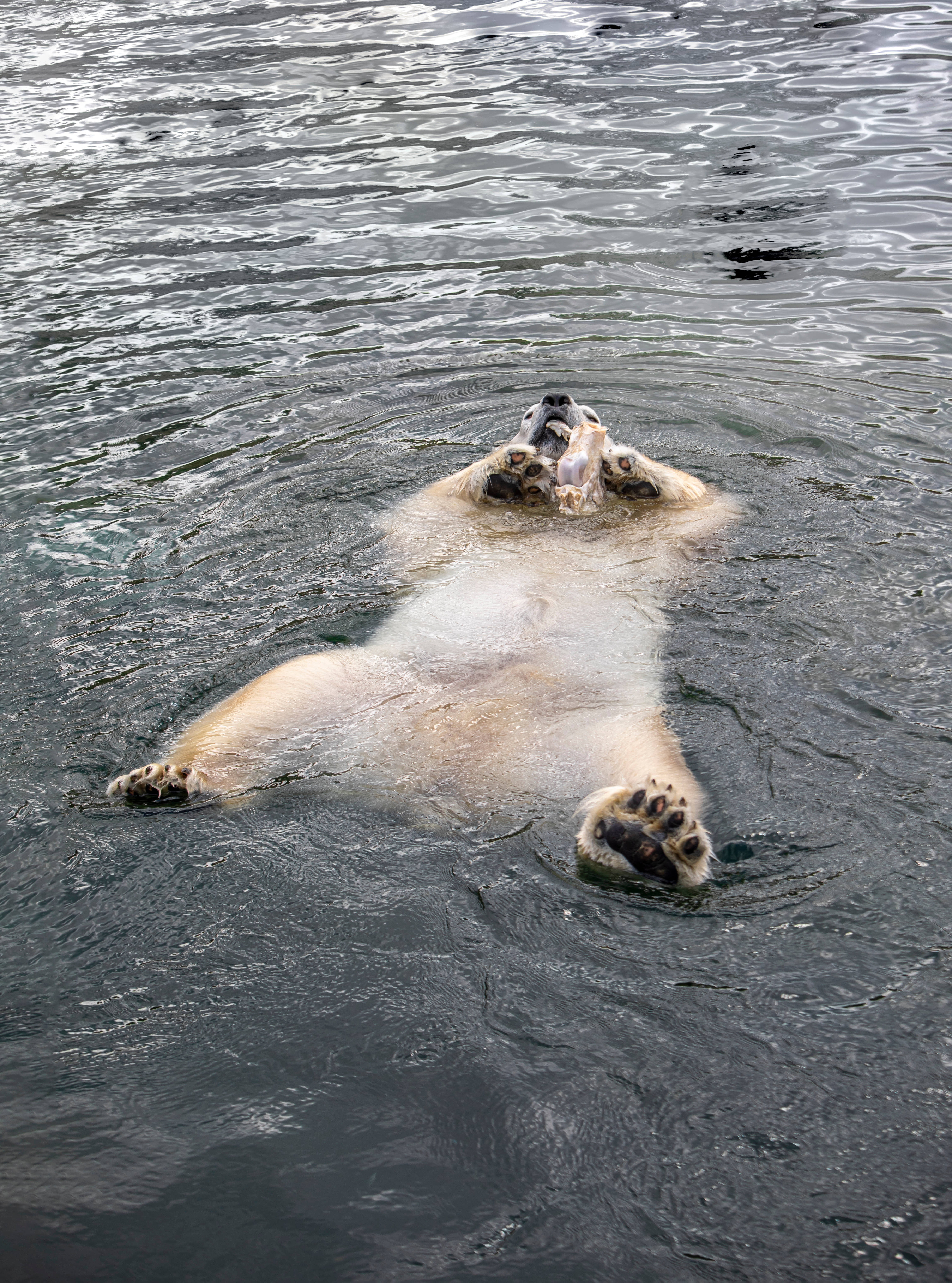 Cute Bear 桌布 壁紙 — 一隻北極熊在黑暗的水中仰面漂浮，嘴裡叼著一根骨頭，仰望天空。
