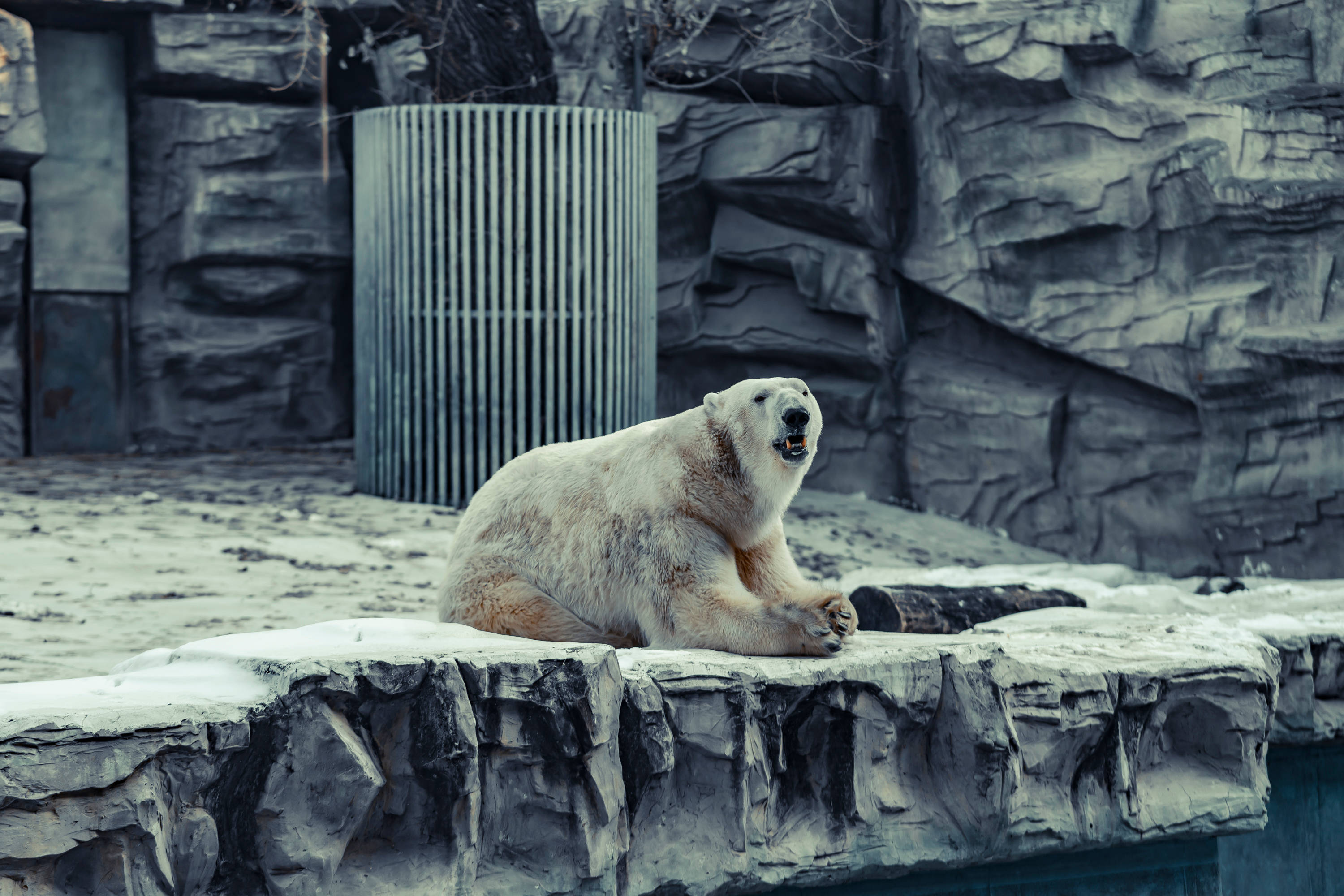 Polar 桌布 壁紙 — 一隻北極熊坐在動物園的岩石架上，張大嘴巴對著灰色石頭背景咆哮。