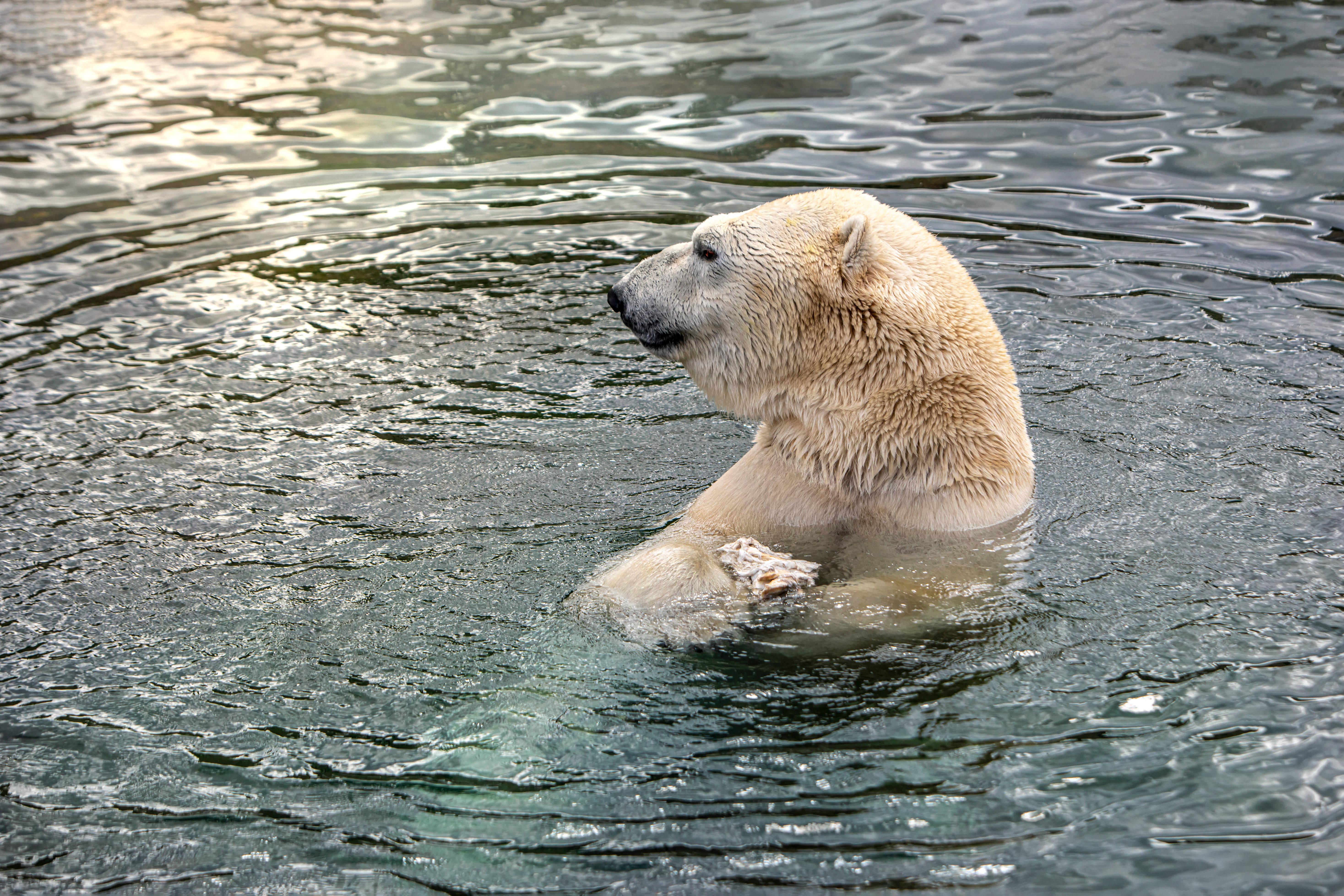 Cute Bear 桌布 壁紙 — 一隻北極熊從漣漪的水中浮現，爪子裡拿著一根骨頭，濕漉漉的皮毛在自然光下閃閃發光。