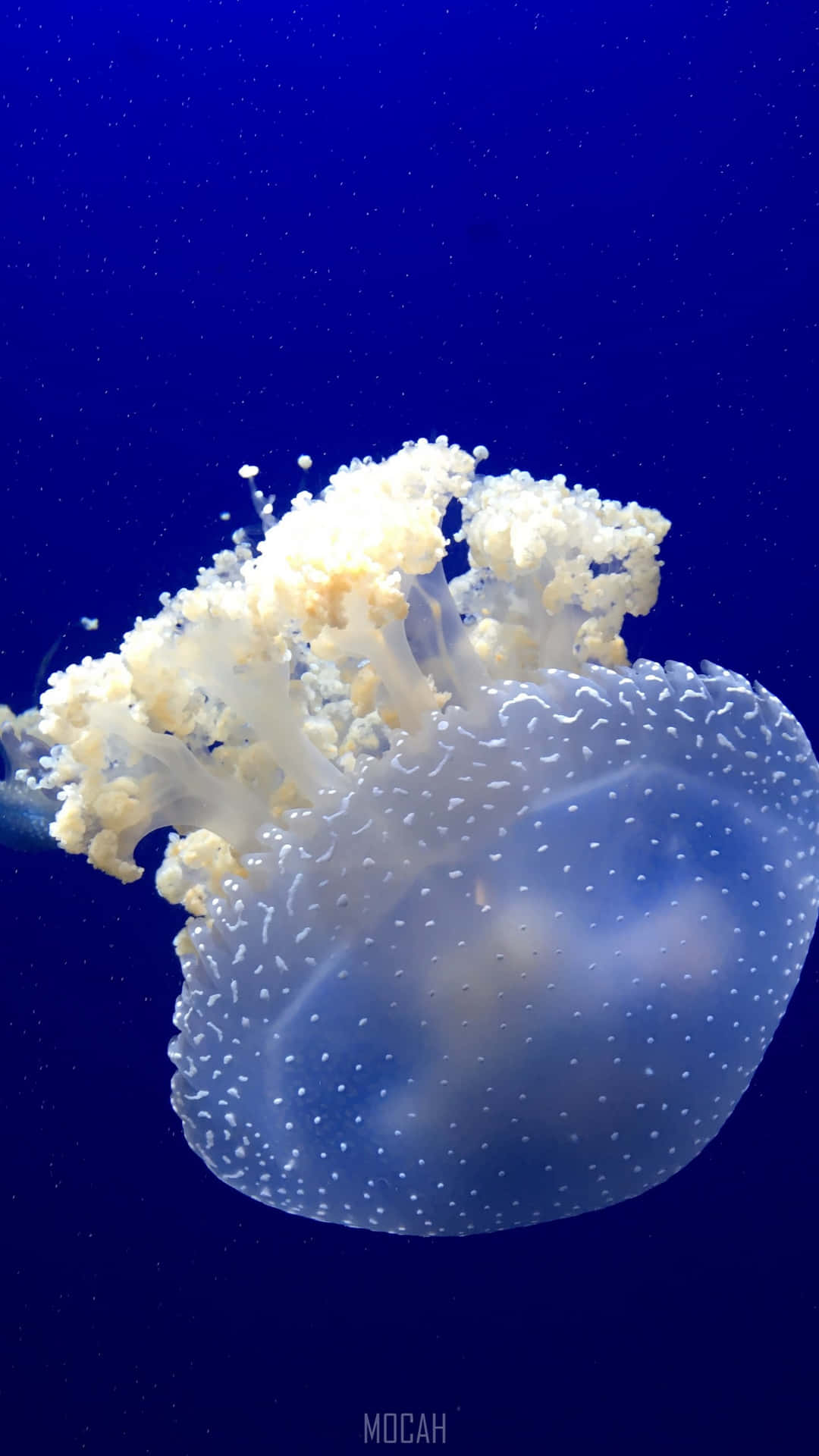 一隻發光的水母漂浮在深藍色的海水中。 — Google pixel 壁紙