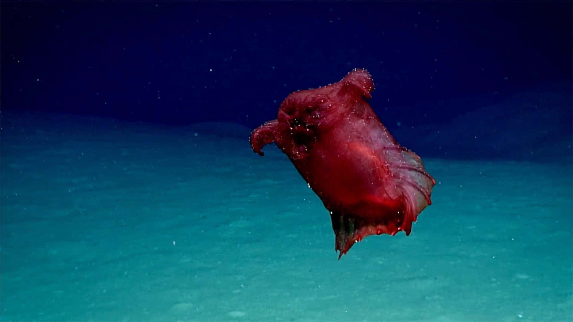 Underwater Ocean 桌布 壁紙 — 一隻半透明的紅色深海魷魚在深藍色海水中優雅地滑行，在青綠色海床上方。