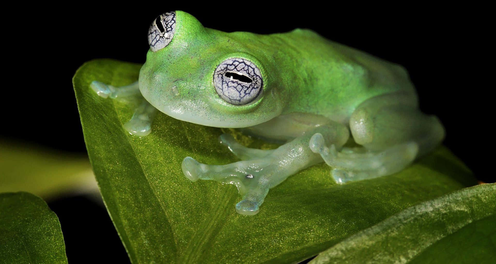 Frog 桌布 壁紙 — 一隻半透明的綠色玻璃青蛙，帶有精緻的銀色眼睛，輕輕棲息在一片鮮綠色的葉子上，背景是純黑色。