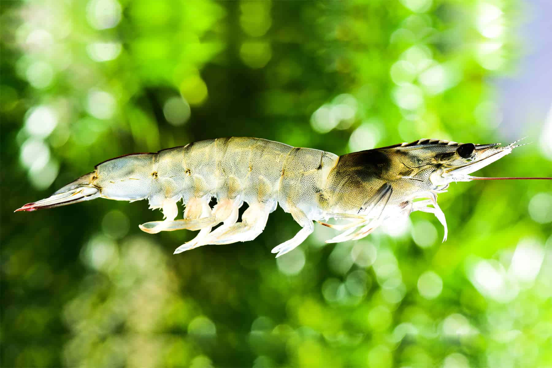 shrimp 桌布 壁紙 — 一隻半透明的蝦懸浮在空中，背景是充滿活力的綠色散景。