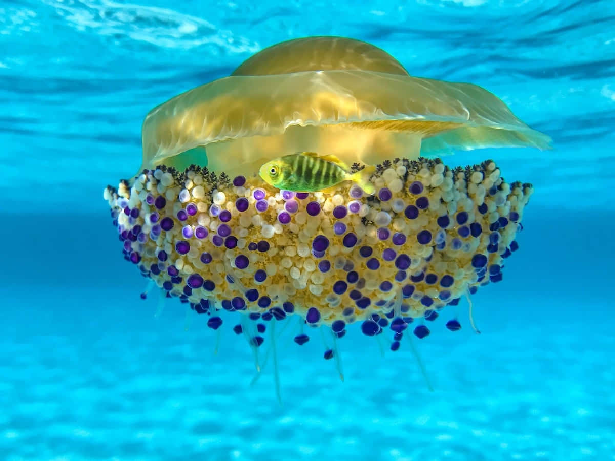 Underwater Ocean 桌布 壁紙 — 一隻半透明的金色水母在清澈的藍色水中漂浮，有一條細小的條紋魚在牠佈滿水螅體的傘狀體附近游泳。