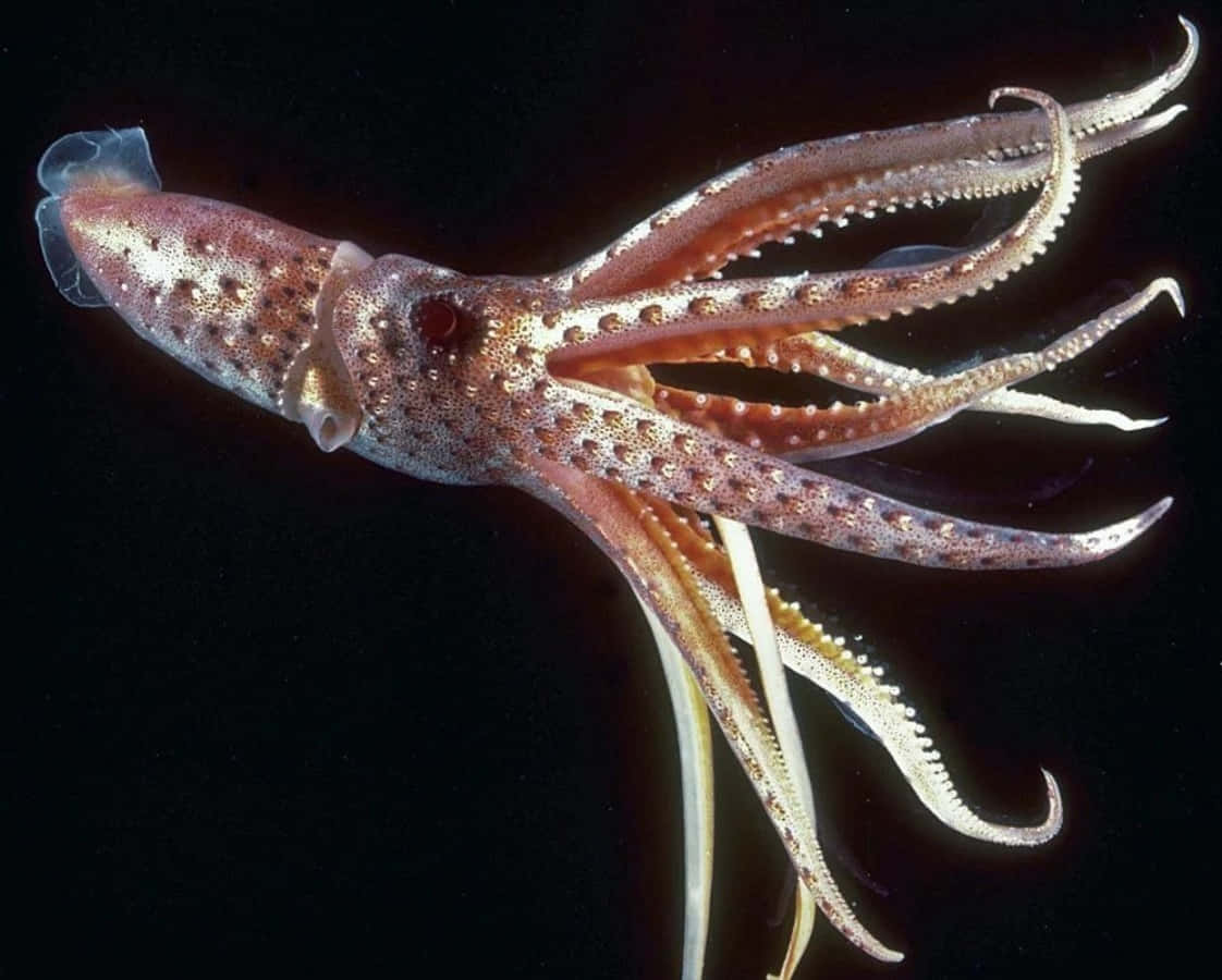 squid 桌布 壁紙 — 一隻半透明的魷魚，帶有斑點狀的微紅色皮膚和長觸手，在黑暗的海水中滑行。