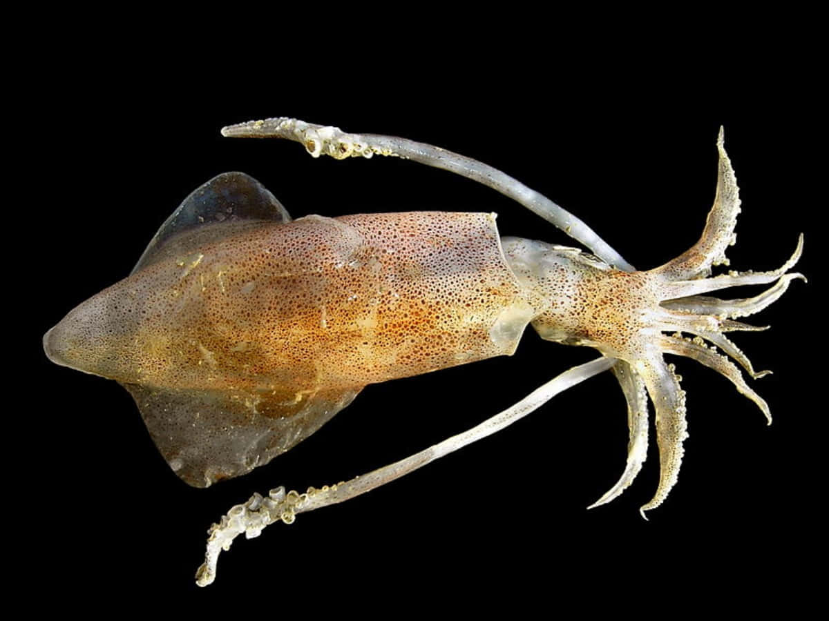squid 桌布 壁紙 — 一隻半透明的魷魚，帶有棕色斑點皮膚和長觸手，漂浮在純黑色背景上。