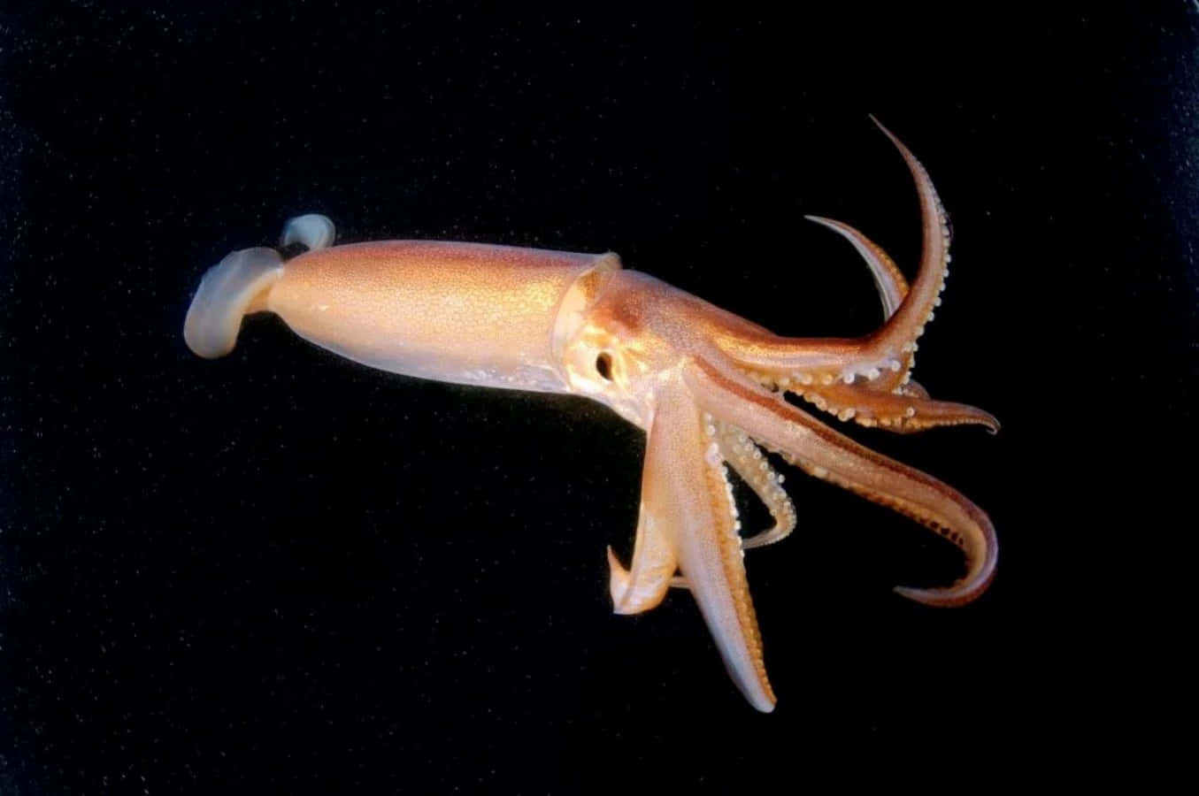 squid 桌布 壁紙 — 一隻半透明的魷魚優雅地滑過漆黑的水中，細長的觸手伸展著。