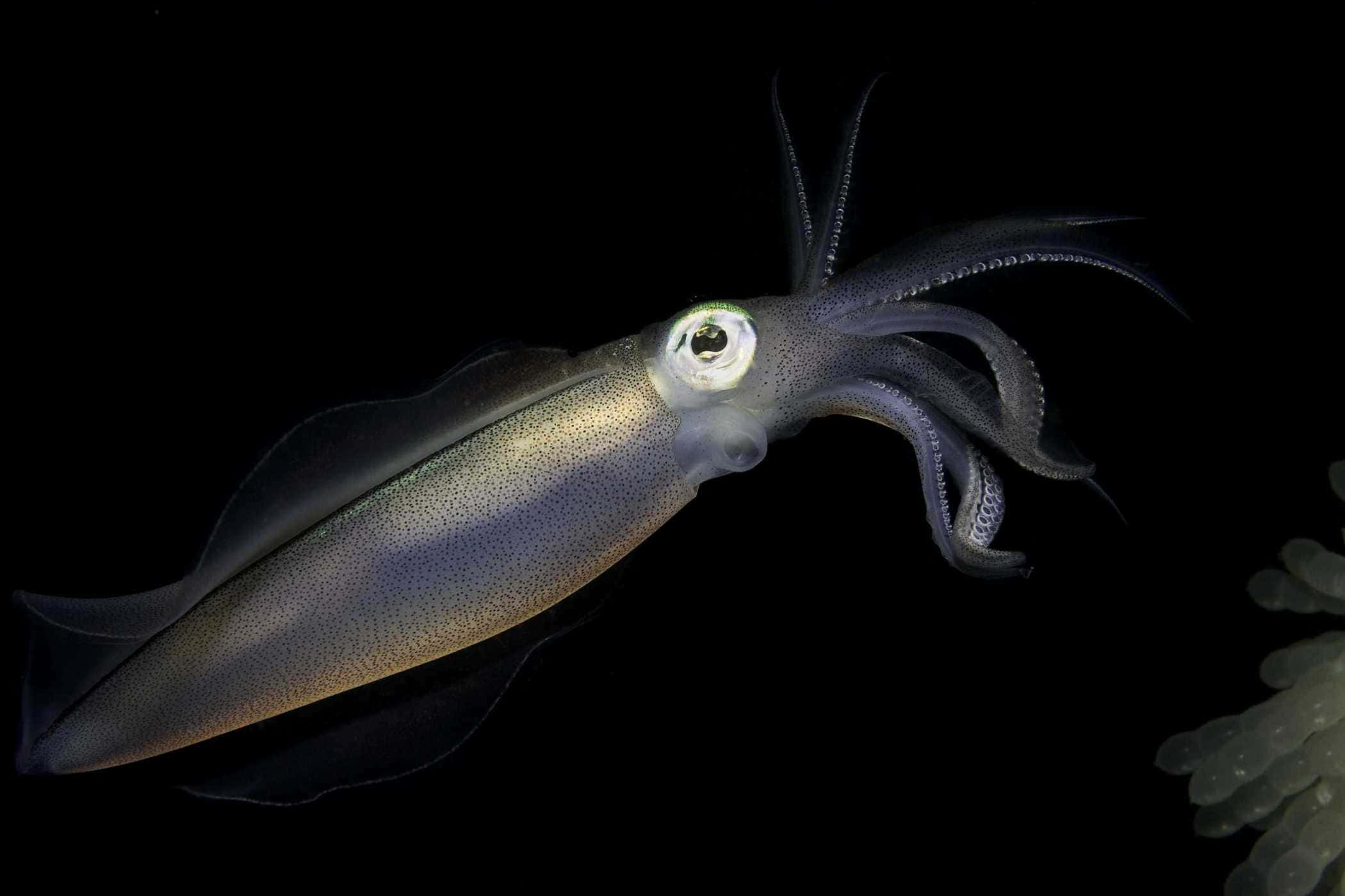 squid 桌布 壁紙 — 一隻半透明的魷魚在漆黑的水中滑行，眼睛發光，觸手纖細，靠近珊瑚。
