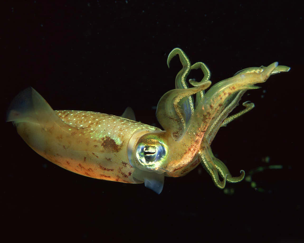 squid 桌布 壁紙 — 一隻半透明的魷魚在黑暗的海水中滑行，帶有發光的眼睛和捲曲的觸手。