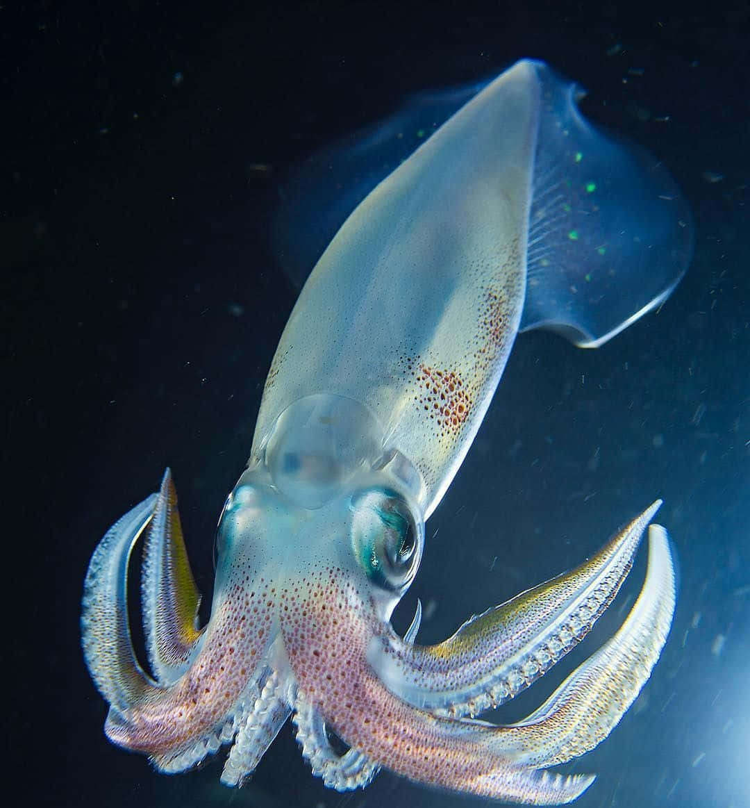 squid 桌布 壁紙 — 一隻半透明的魷魚在黑暗的海水中滑行，帶有發光的綠色斑點和詳細的觸手。