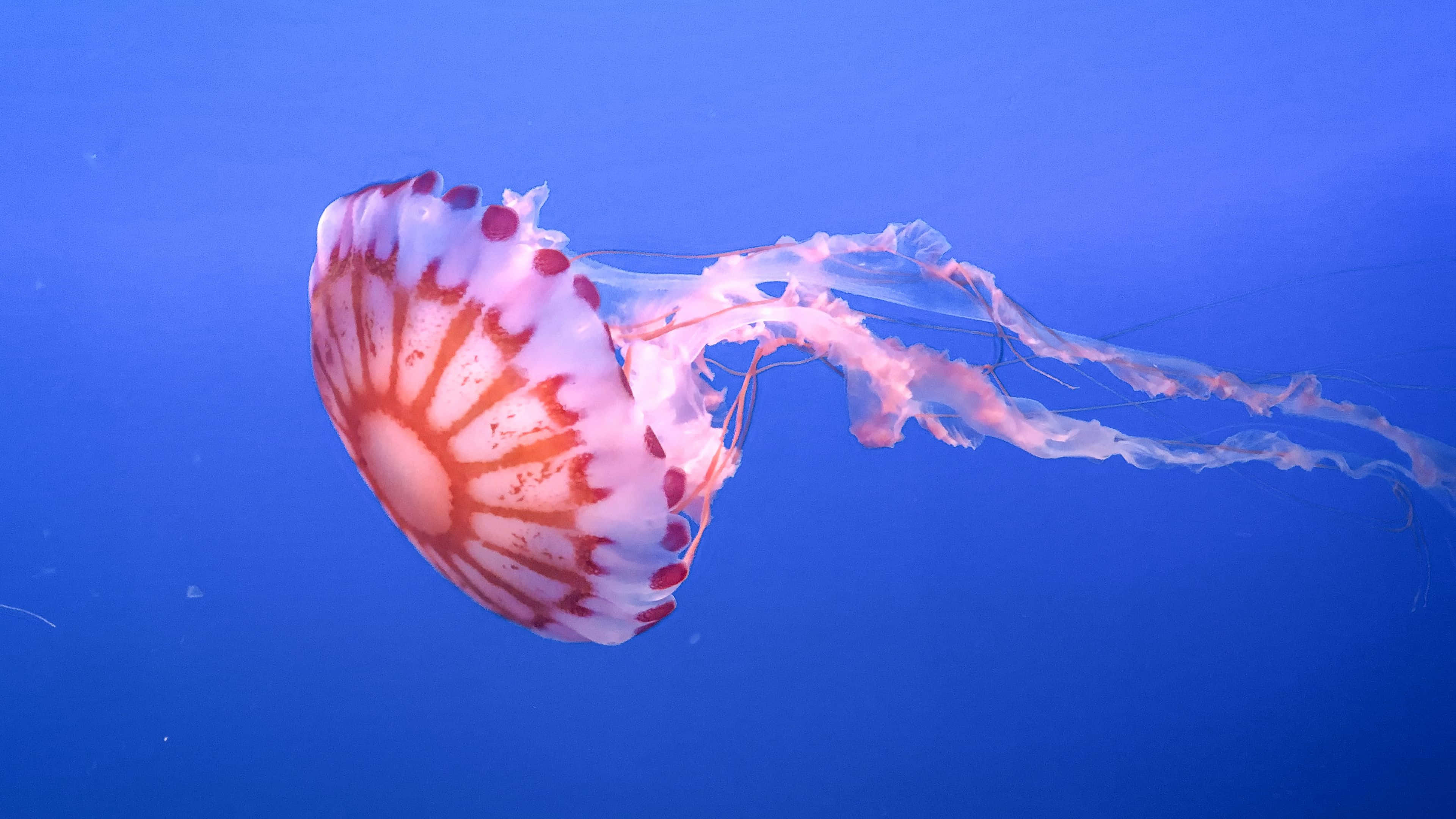 4K Jellyfish 桌布 壁紙 — 一隻半透明粉紅色和白色帶有紅色斑點的水母，在深藍色海水中優雅地滑行。