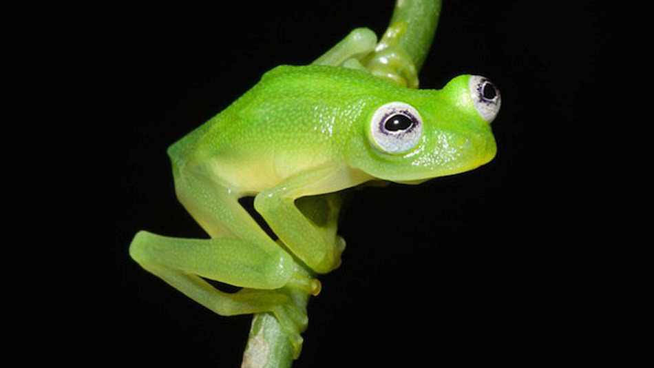kermit 桌布 壁紙 — 一隻半透明綠色玻璃蛙棲息在莖上，背景為純黑色，其大眼睛直視前方。