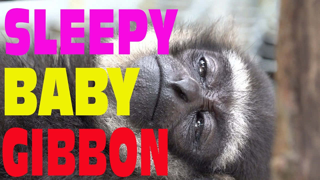 Ape 桌布 壁紙 — 一隻半閉著眼睛的睏倦小長臂猿靠在模糊樹幹上的特寫。