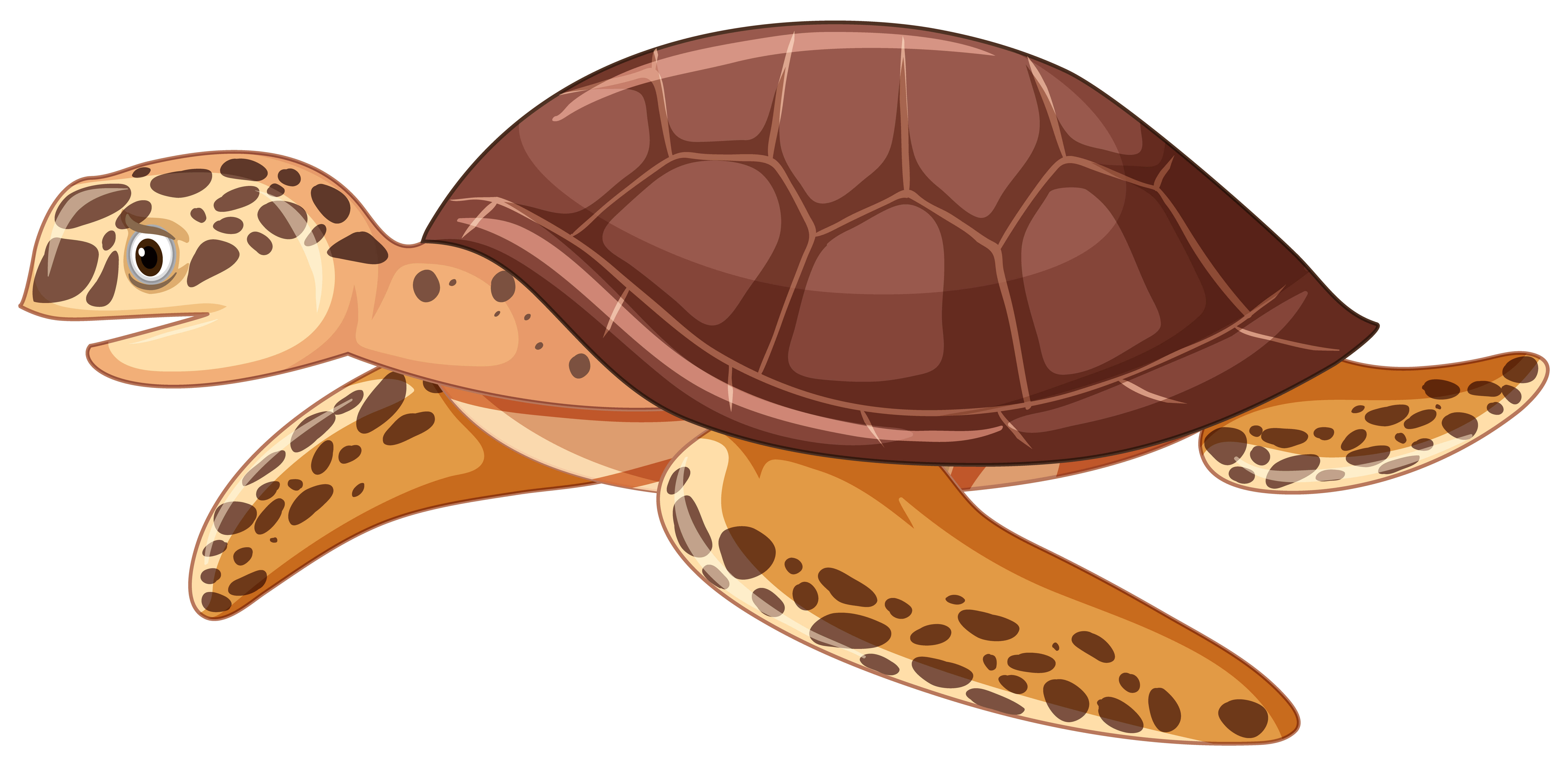 Cartoon Turtle 桌布 壁紙 — 一隻卡通海龜，有棕色龜殼和斑點鰭，在純白色背景上優雅地游泳。