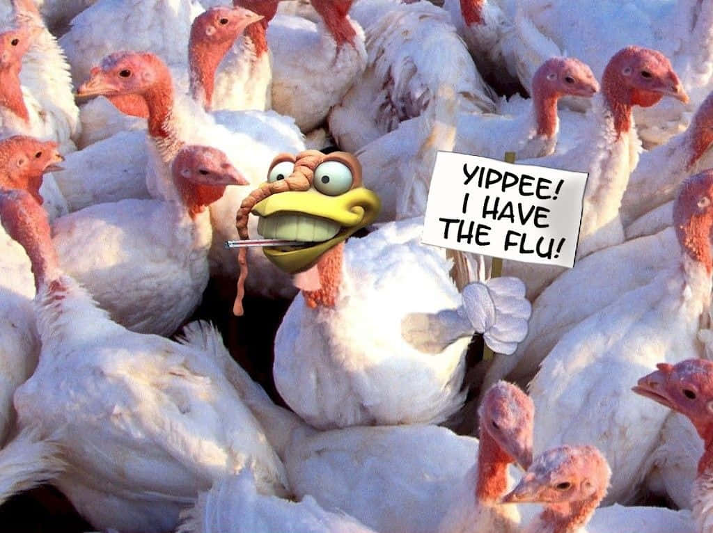 Funny Thanksgiving 桌布 壁紙 — 一隻卡通火雞嘴裡含著溫度計，舉著寫著「yippee 我得了流感」的牌子，站在真實的白火雞群中。