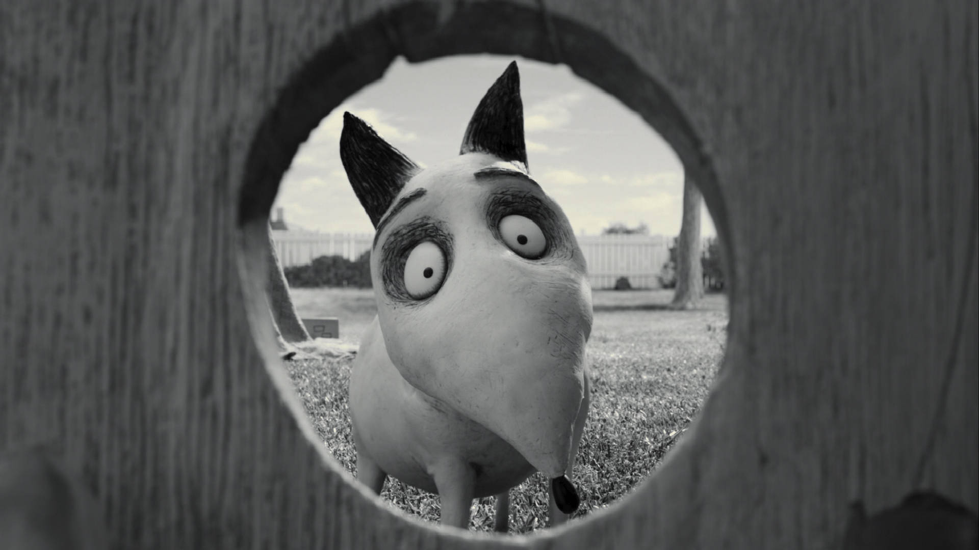 Frankenweenie 桌布 壁紙 — 一隻卡通狗睜大眼睛，從木柵欄的圓洞中窺視，黑白風格。