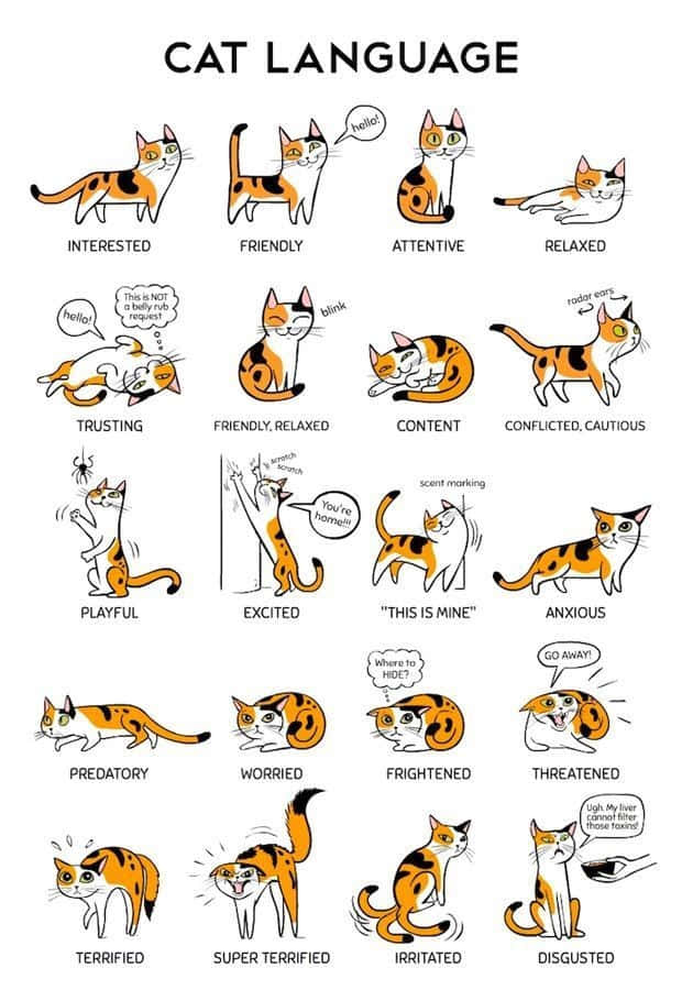 Crazy Cat 桌布 壁紙 — 一隻卡通貓展示了各種肢體語言姿勢，並附有標籤，例如友善、放鬆和恐懼。