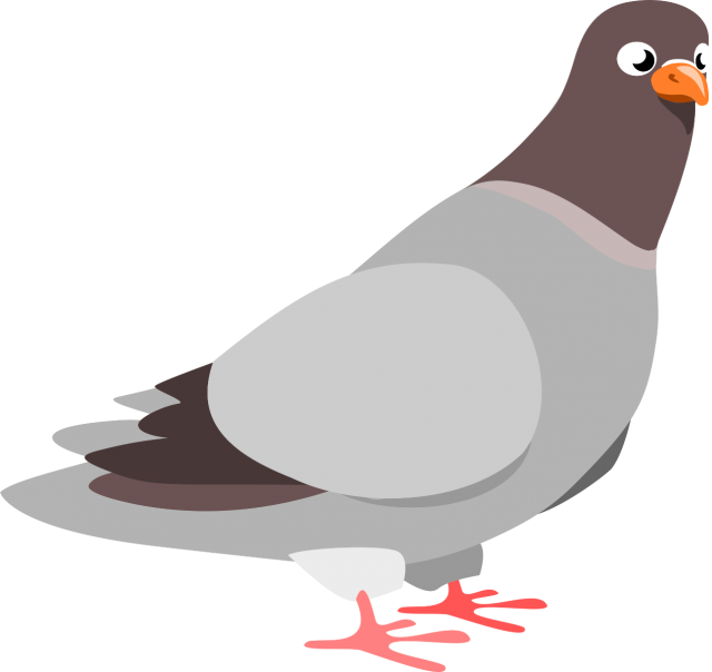 Pigeon 桌布 壁紙 — 一隻卡通鴿子，灰色身體、棕色頭部、橙色喙和紅色腳，站在黑色背景前。