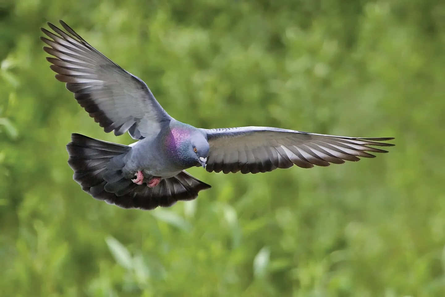 pigeon 桌布 壁紙 — 一隻原鴿優雅地翱翔，翅膀張開，背景是柔和的綠色模糊樹葉。