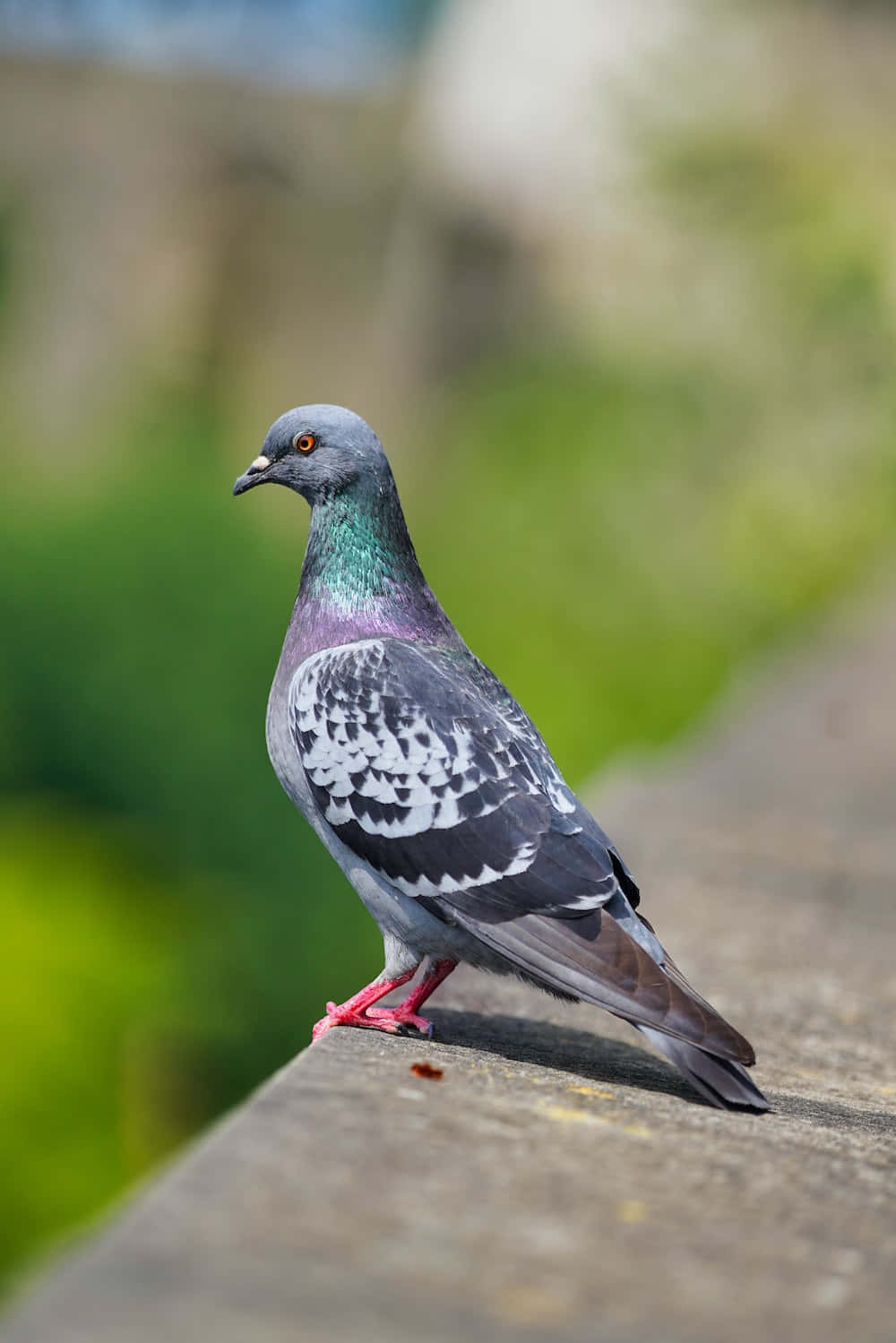 pigeon 桌布 壁紙 — 一隻原鴿棲息在石壁架上，背景是模糊的綠色樹葉的特寫。