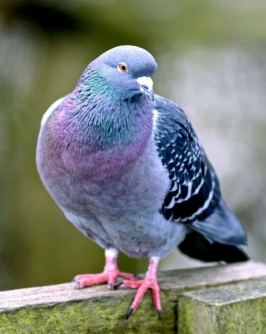 pigeon 桌布 壁紙 — 一隻原鴿棲息在長滿苔蘚的木籬笆柱上，頸部羽毛閃爍虹彩的近距離特寫。
