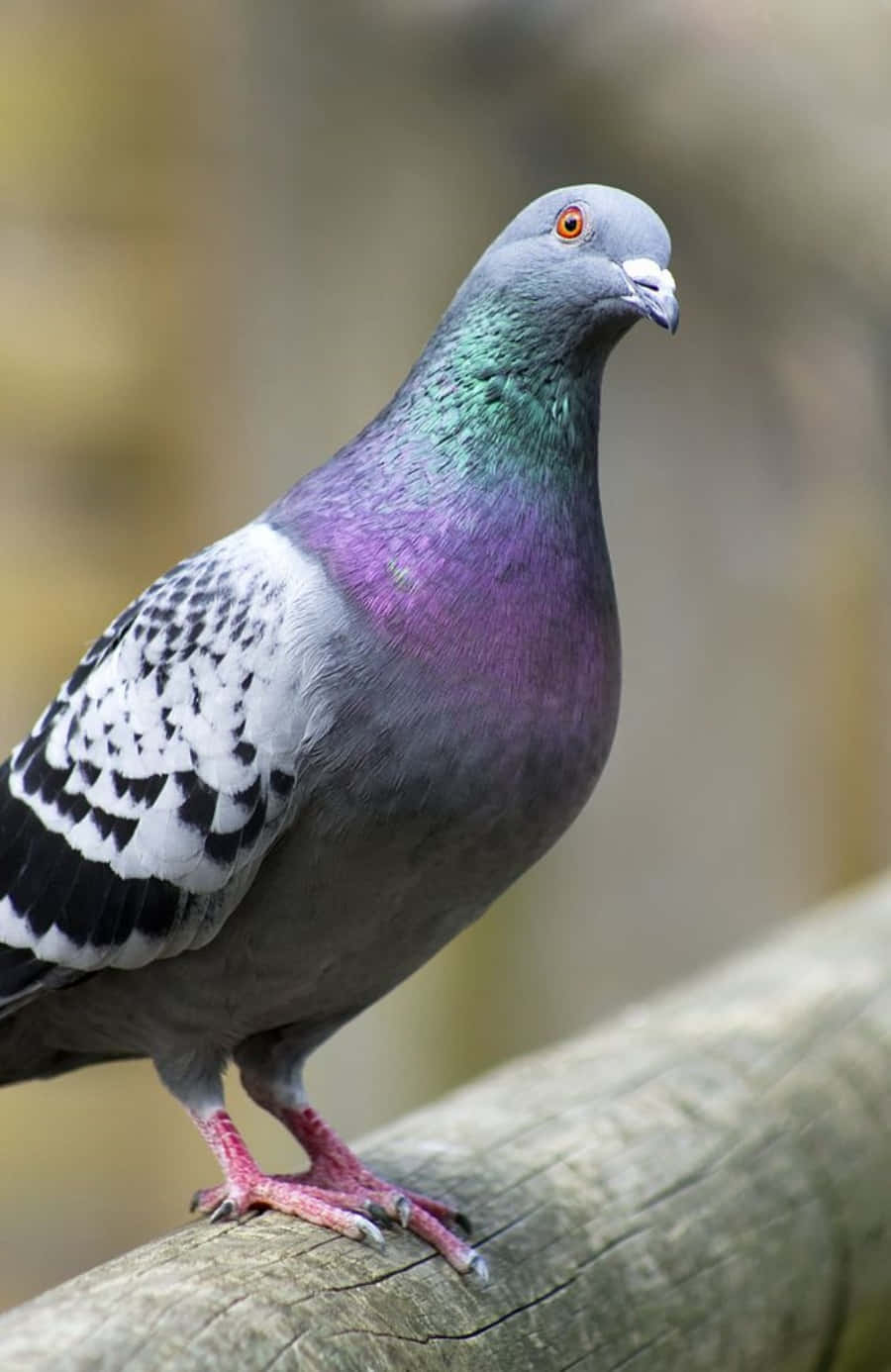 pigeon 桌布 壁紙 — 一隻原鴿棲息在風化的木頭上，特寫展示其虹彩紫綠色頸羽和紅色腳。