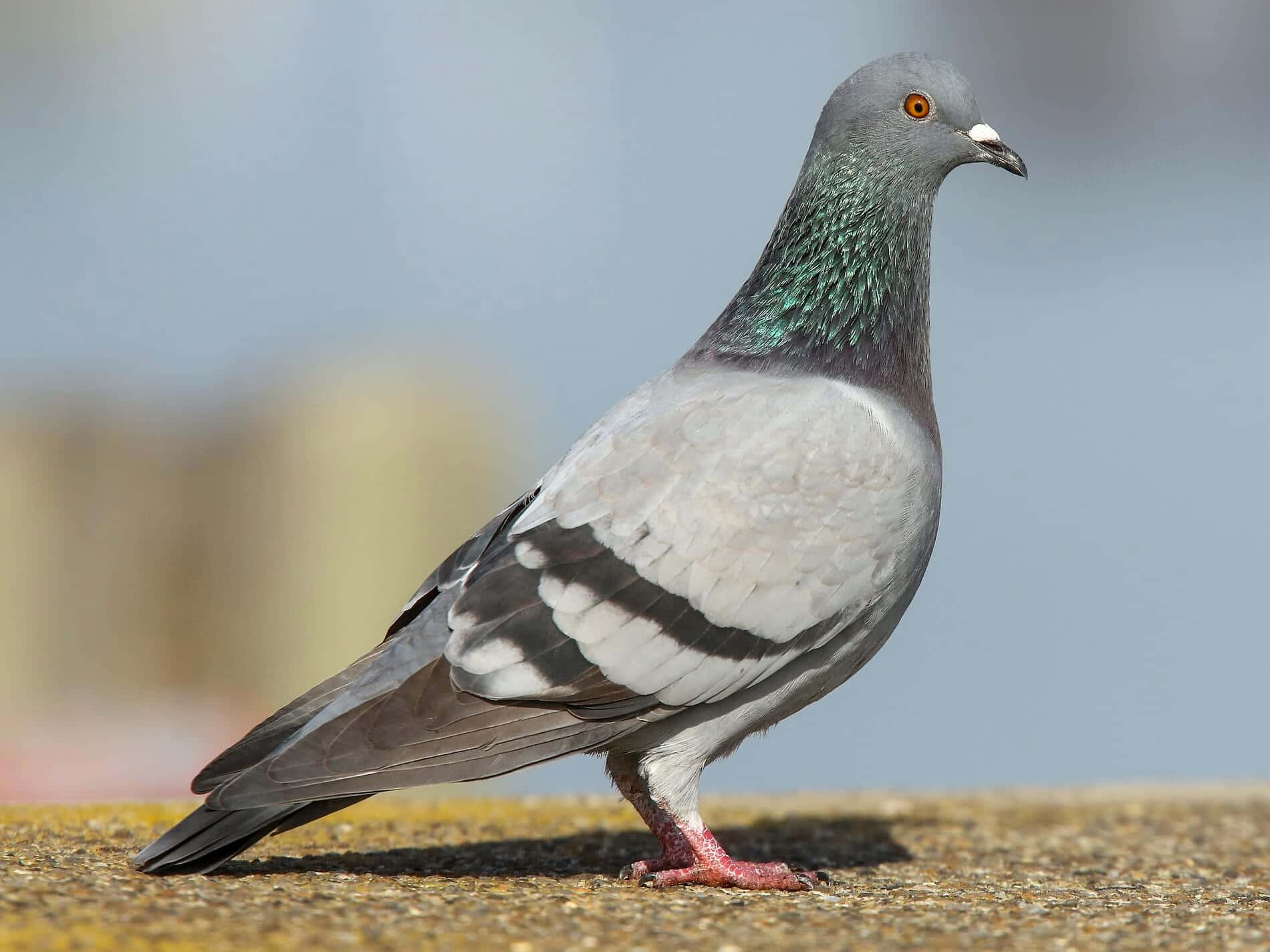 pigeon 桌布 壁紙 — 一隻原鴿站在碎石上的特寫照片，頸部羽毛呈虹彩綠色，眼睛呈亮橙色。