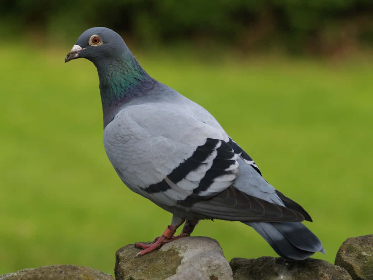 pigeon 桌布 壁紙 — 一隻原鴿警覺地棲息在風化的石頭上，背景是柔和的綠色模糊。