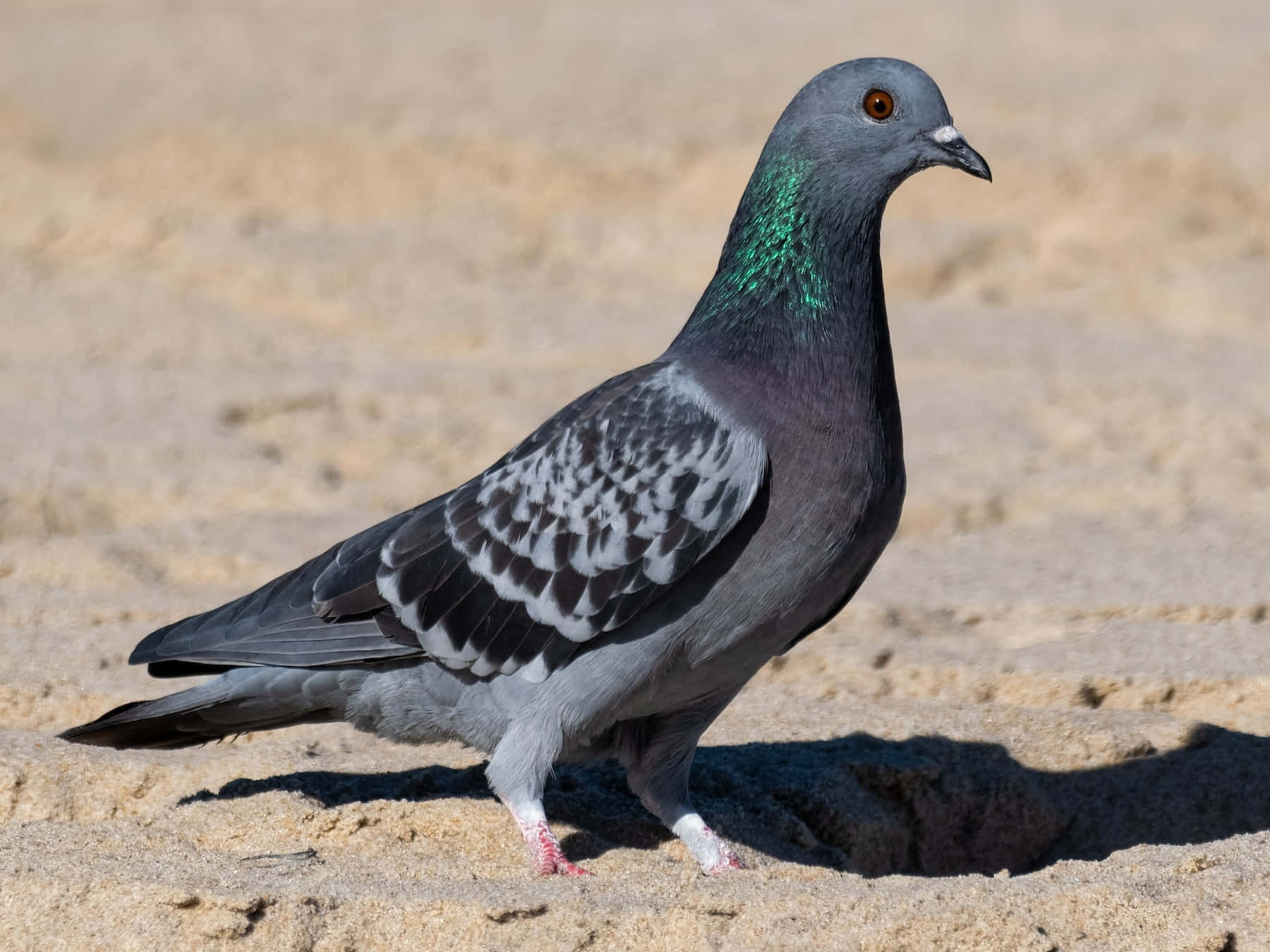 pigeon 桌布 壁紙 — 一隻原鴿警覺地站在陽光普照的沙地上，其虹彩頸部閃爍著綠色和紫色的色調。