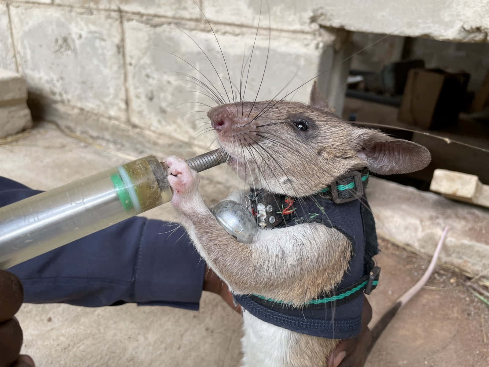 Rat 桌布 壁紙 — 一隻受過訓練的老鼠穿著挽具，在混凝土牆房間裡從一個人手持的注射器喝水。