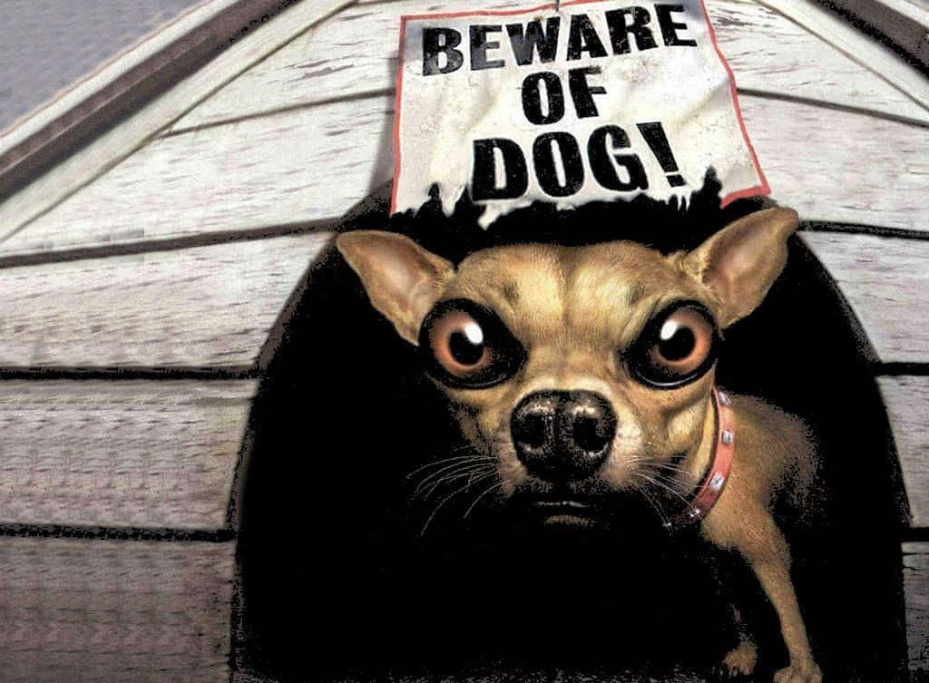Funny Dog 桌布 壁紙 — 一隻受驚的吉娃娃睜大眼睛從狗屋裡探出頭來，下方有「小心狗隻！」的標誌。