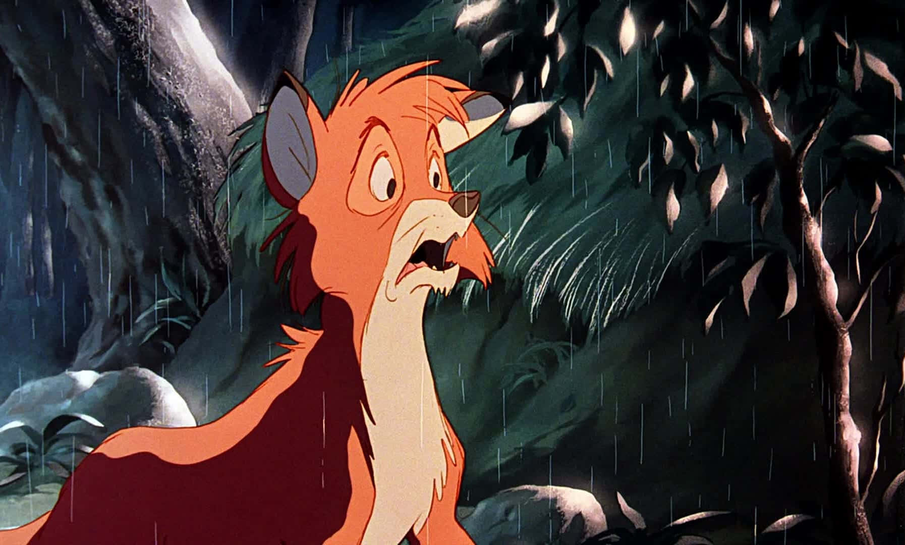 the fox and the hound 桌布 壁紙 — 一隻受驚的橙色狐狸睜大眼睛，站在黑暗的雨淋森林中，陰暗的背景中可見樹葉和岩石。