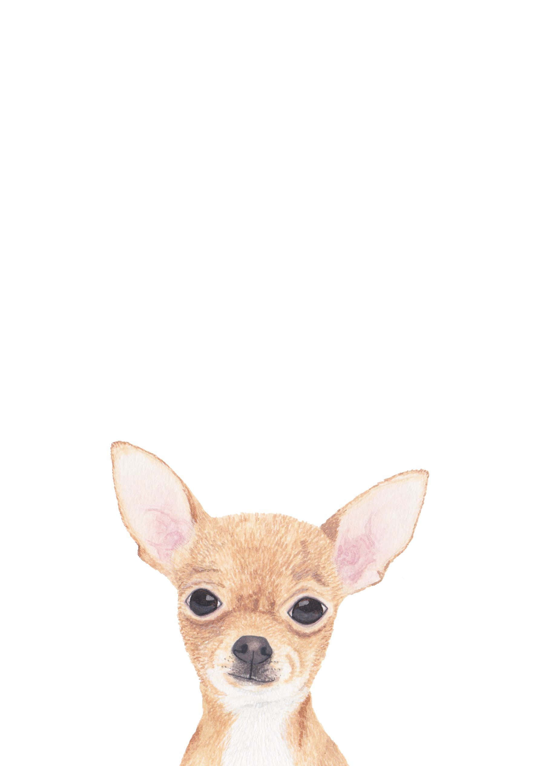 Chihuahua 桌布 壁紙 — 一隻可愛吉娃娃小狗的水彩畫像，有大大的深色眼睛和豎起的耳朵，背景是純白色。
