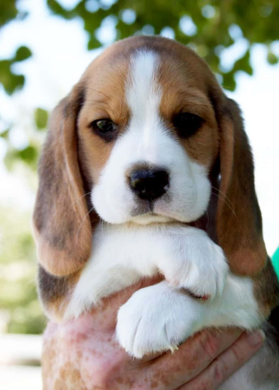 米格魯 桌布 壁紙 — 一隻可愛比格犬幼犬的特寫，有垂耳和白色腳掌，在戶外被人輕輕捧在手中。