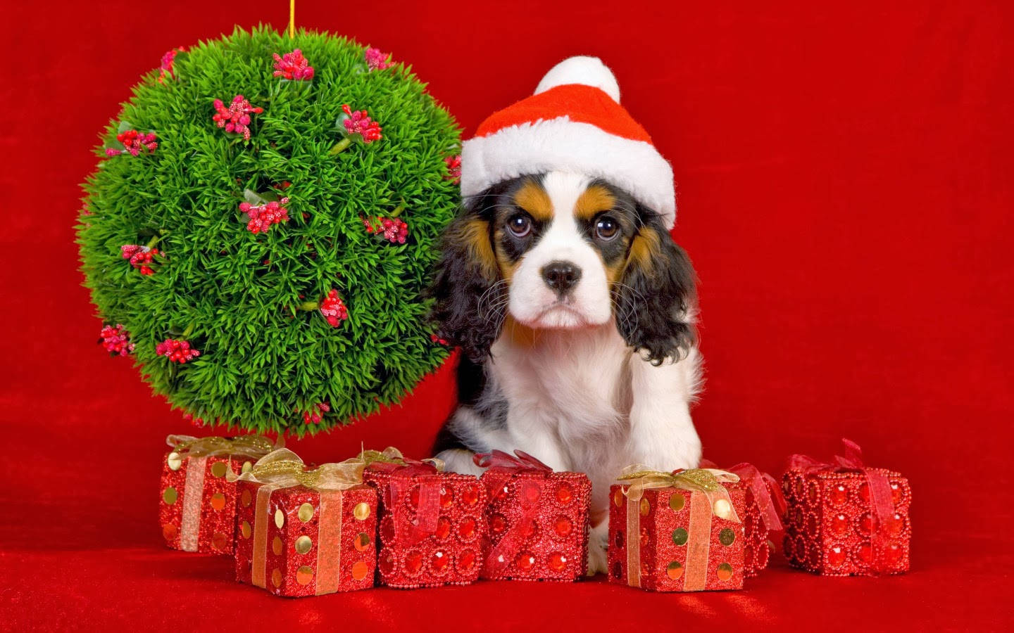 Presents 桌布 壁紙 — 一隻可愛的卡維亞國王查理斯獚犬幼犬戴著聖誕老人帽，坐在紅色禮物盒和綠色冬青裝飾旁邊，背景是鮮紅色。
