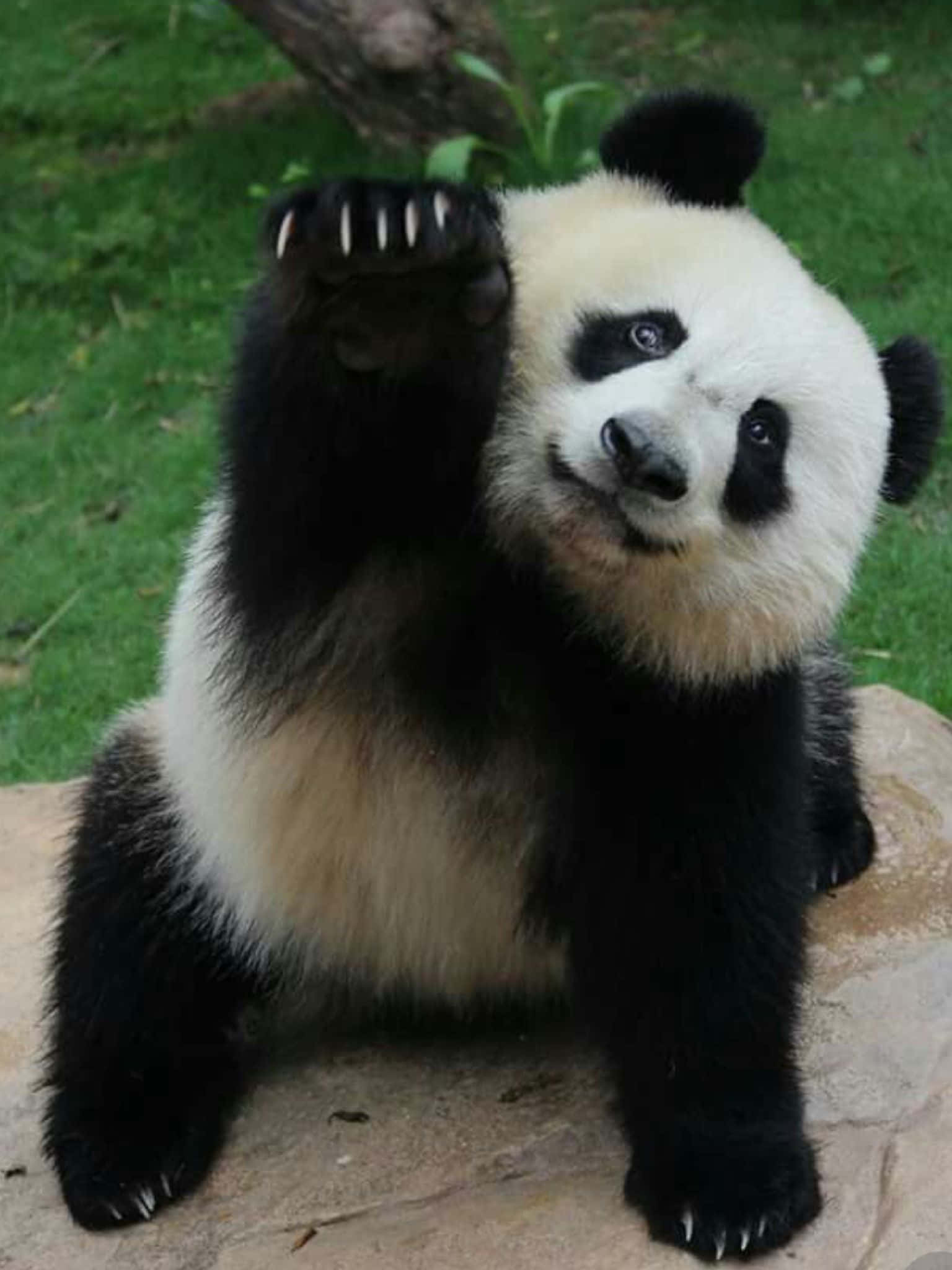 Cute Panda 桌布 壁紙 — 一隻可愛的大熊貓幼崽坐在岩石上，揮動爪子，表情頑皮，背景是綠色草地。