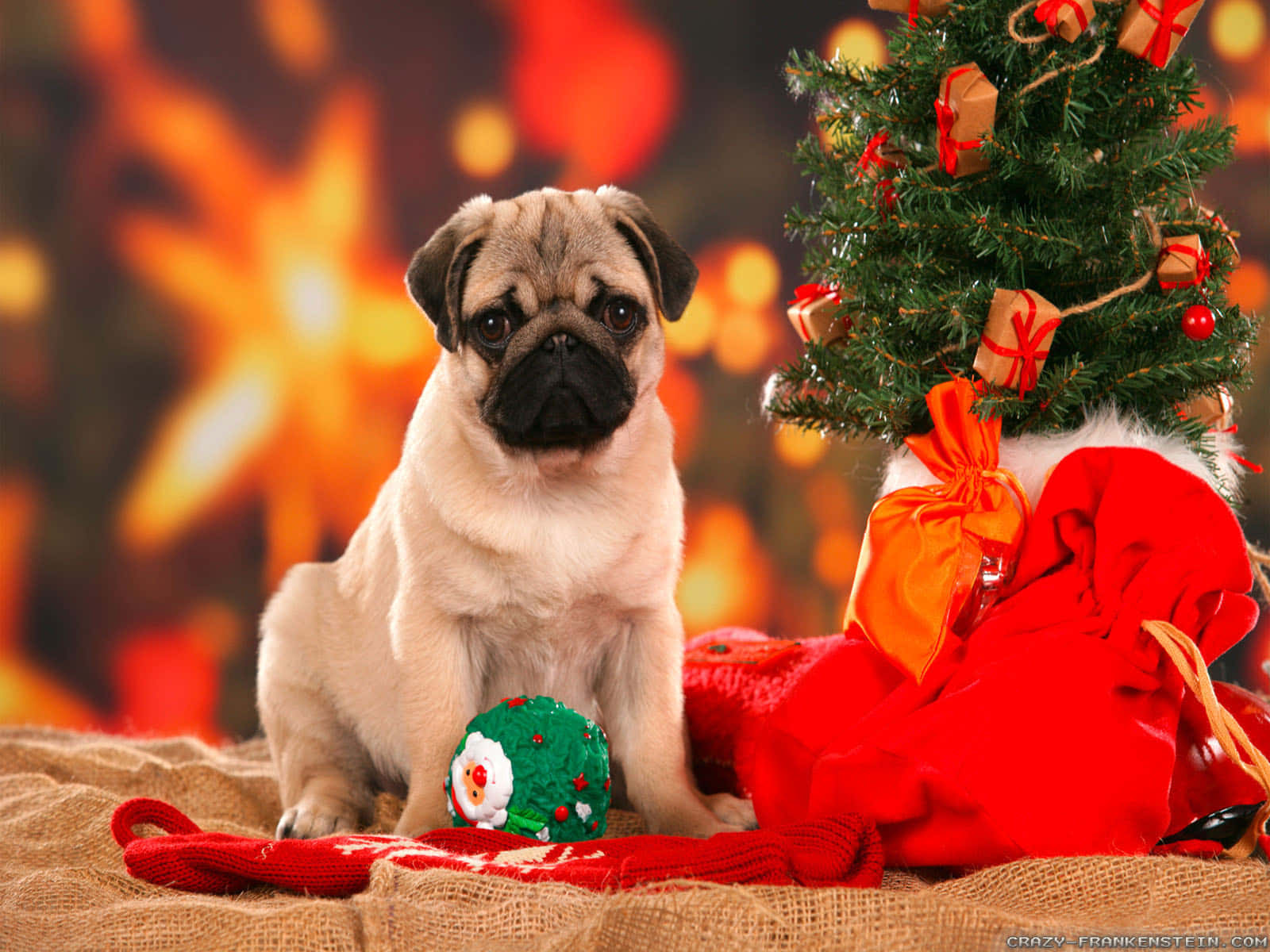Christmas Dog 桌布 壁紙 — 一隻可愛的巴哥犬小狗坐在一個小型裝飾聖誕樹和一個紅色聖誕老人袋旁邊，背景是麻布表面和溫暖的散景燈光。