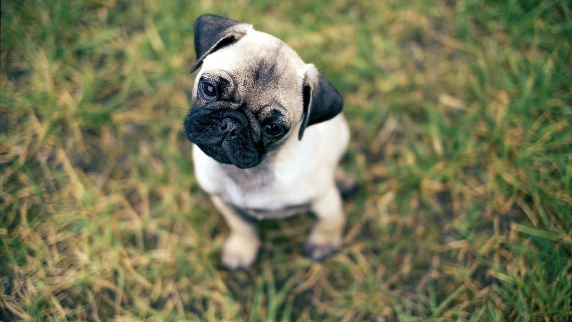 Pug 桌布 壁紙 — 一隻可愛的巴哥犬幼犬，有皺紋的臉和深色的眼睛，在柔和的自然光下從綠色草地上抬頭看。